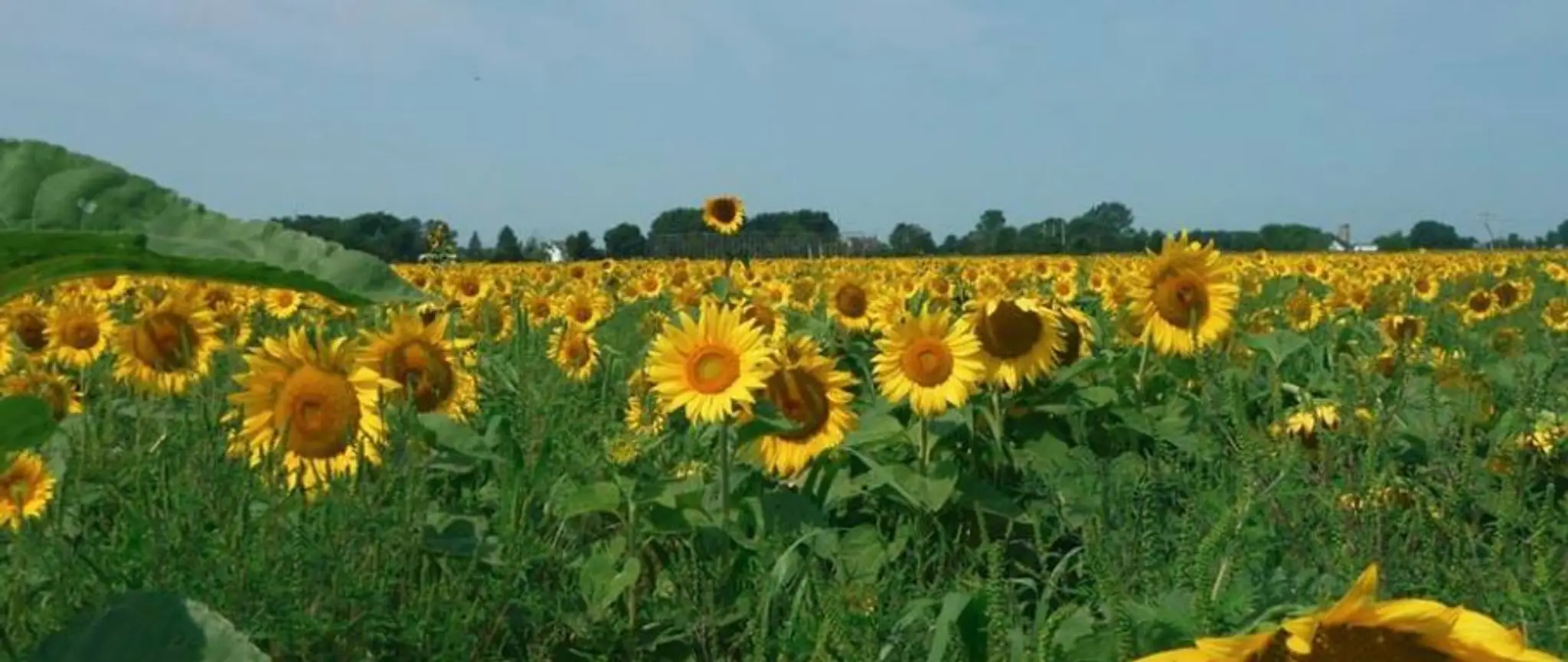 Yogamiral Massage Sur Chaise & Yoga In Business