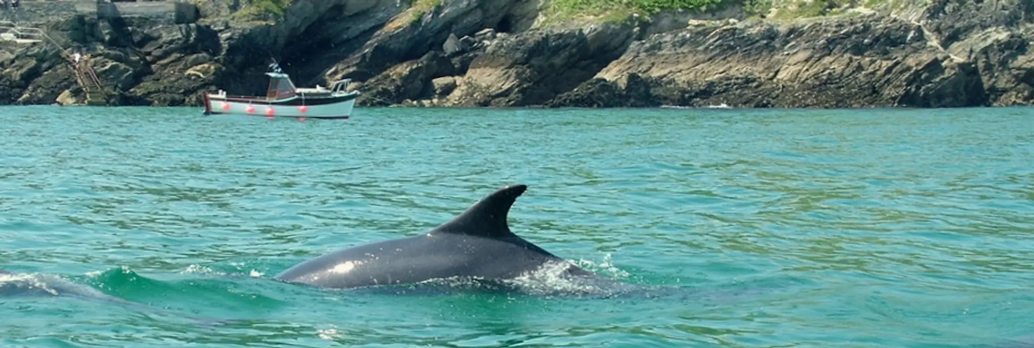 Newquay Sea Safaris & Fishing