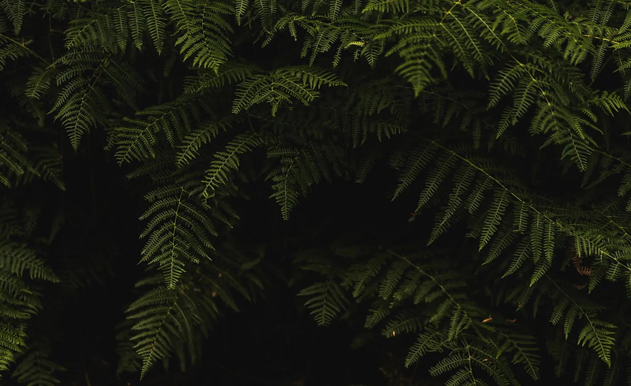 Dr. Iain Harrington - Evidence Based Chiropractor