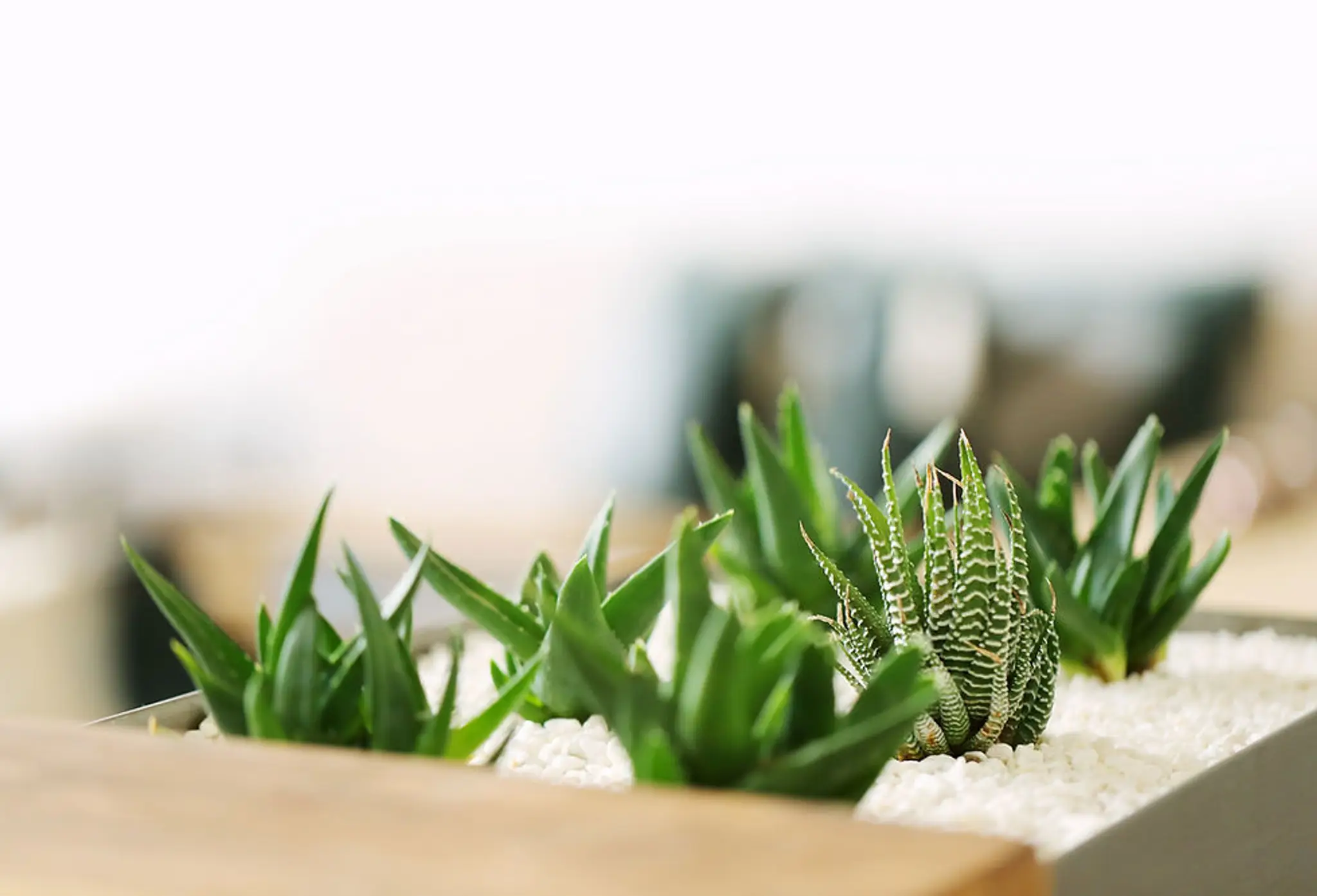 VSPN YOGA CERTIFICATION BOARD ONLINE CLASSES