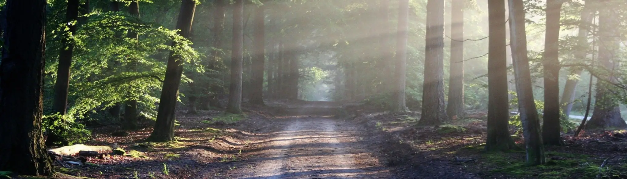The Bodhi Studio Yoga & Reiki with Amy