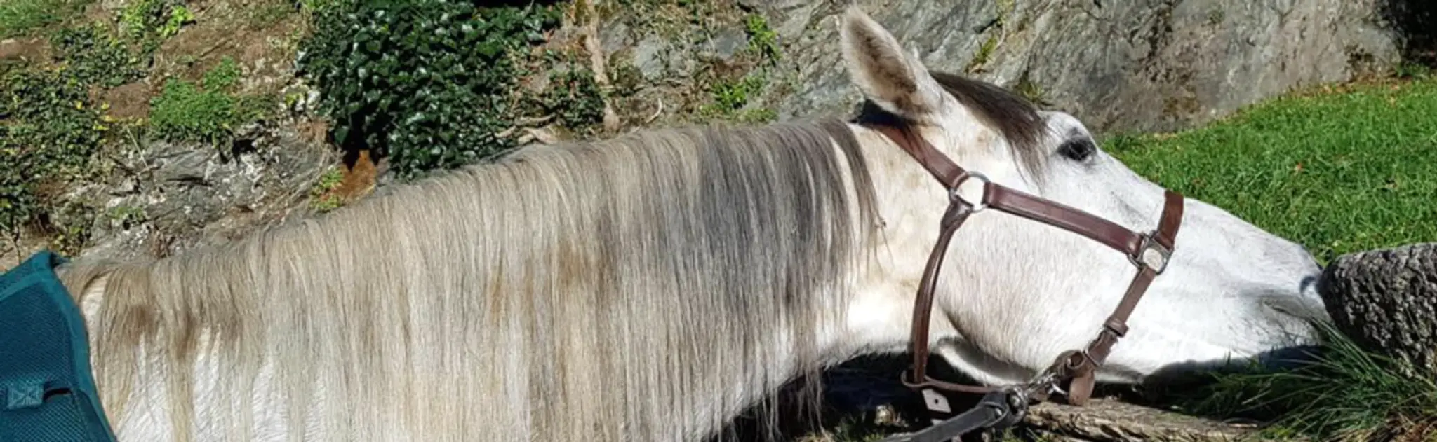 Equi-Free En Ossau