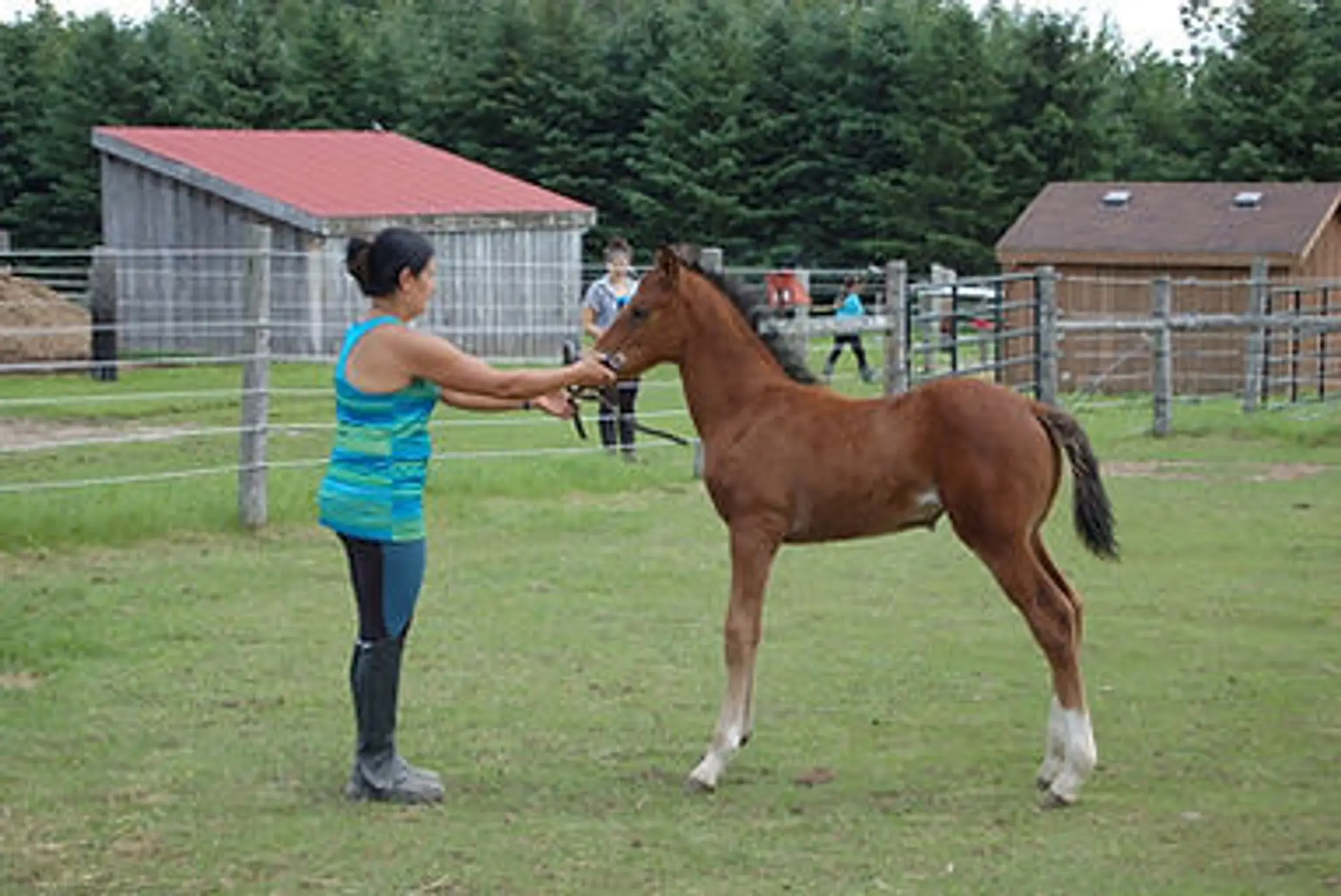 CJ Equestrian Centre