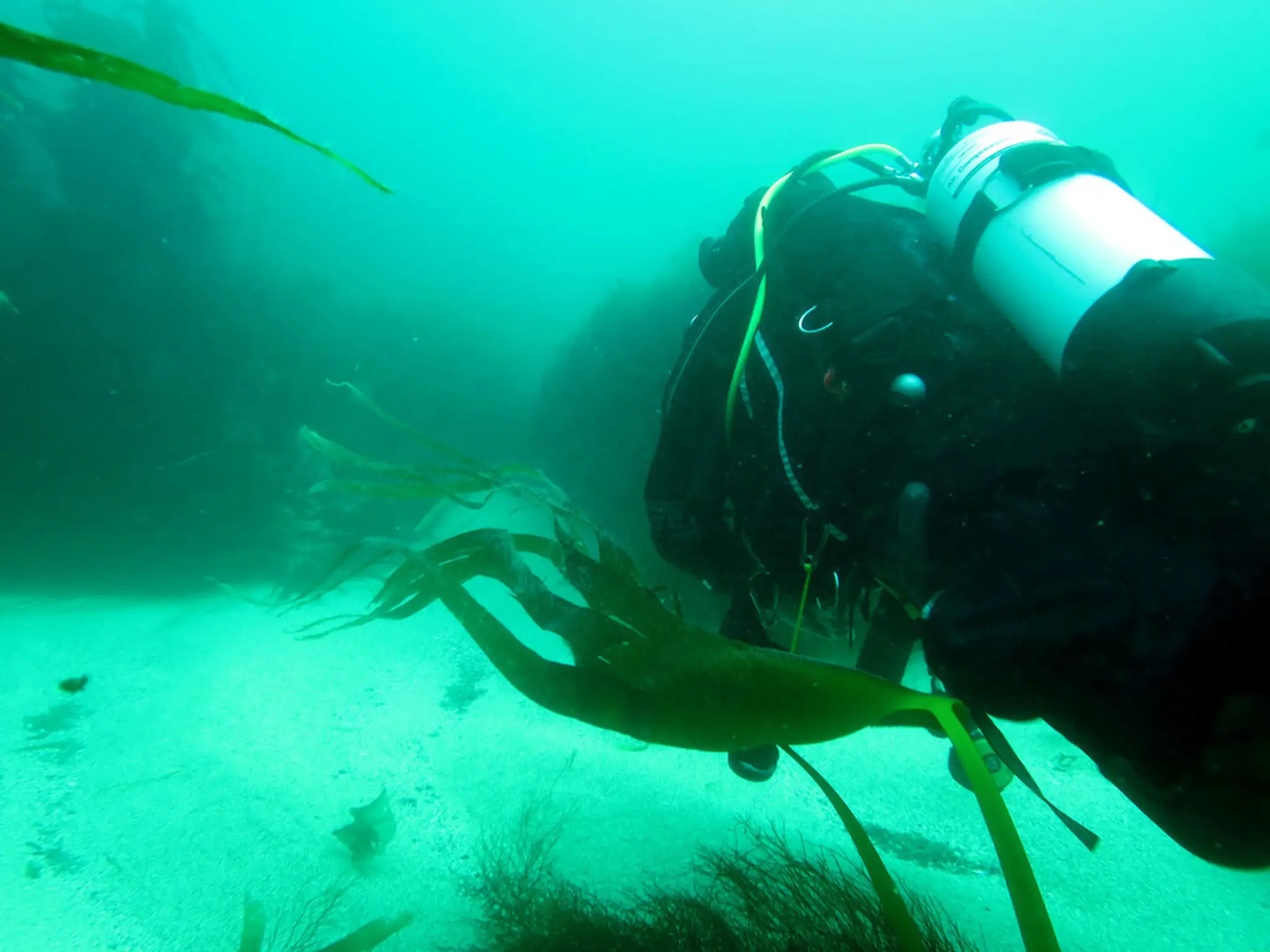 North Dorset SubAqua Club