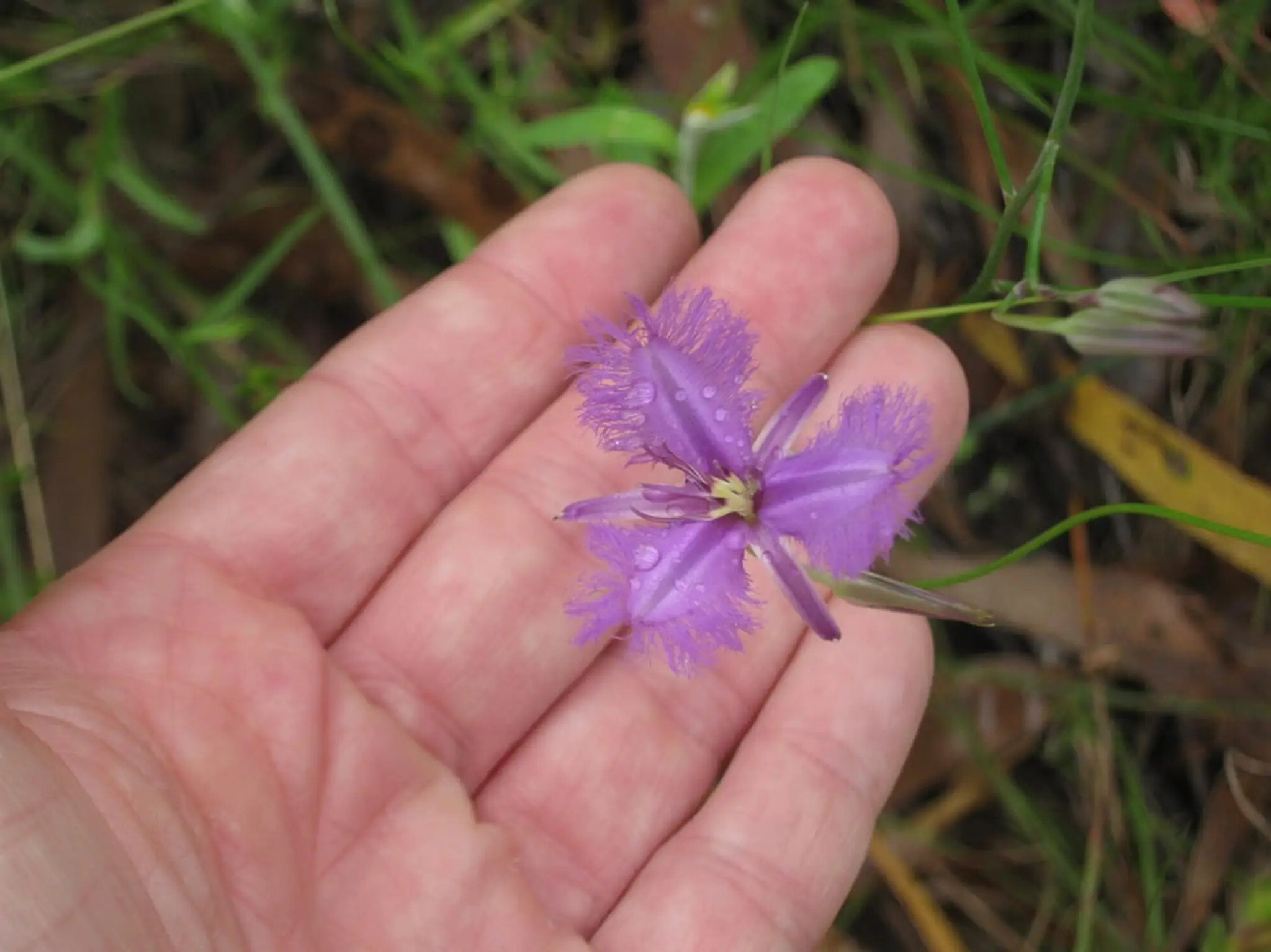 Natures Vibration Naturopath & Usui Reiki Trainer