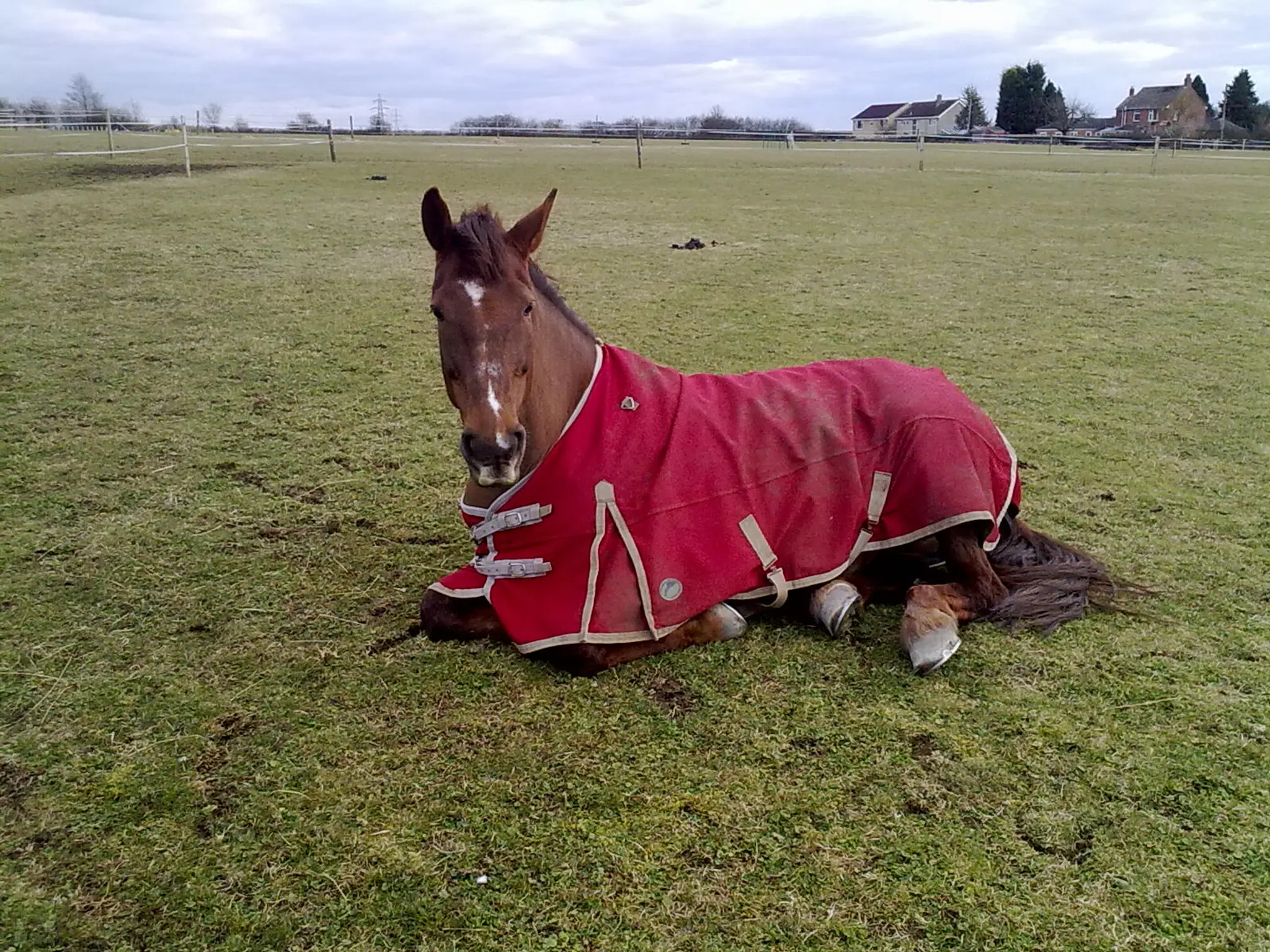 M & N'S Equestrian Rugwash