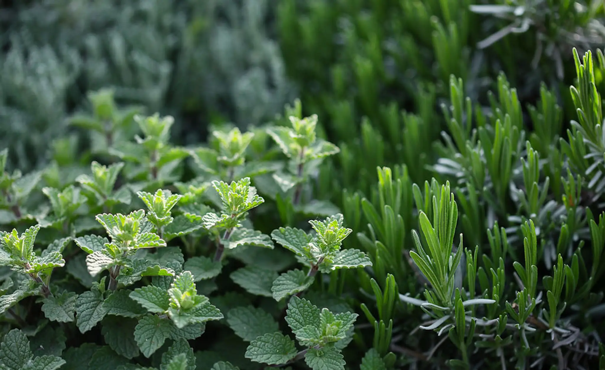 Ystwyth Garden Nursery