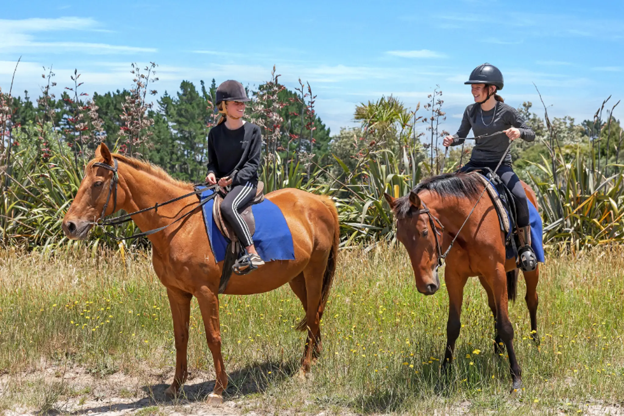 Waipu Horse Adventures