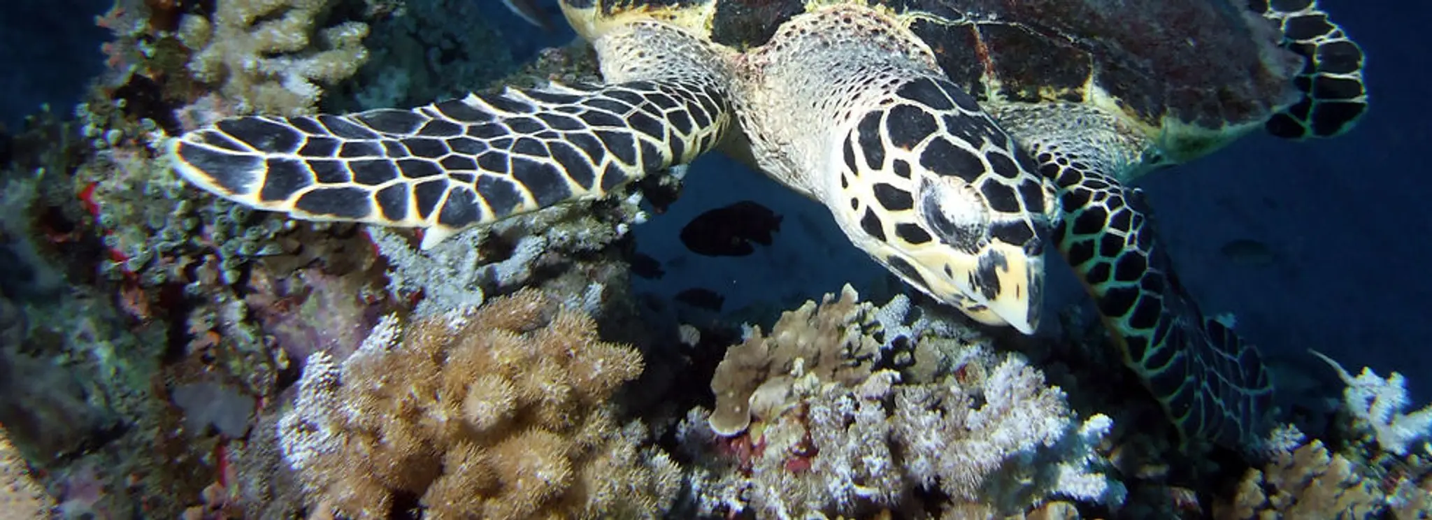 Mission Beach Dive