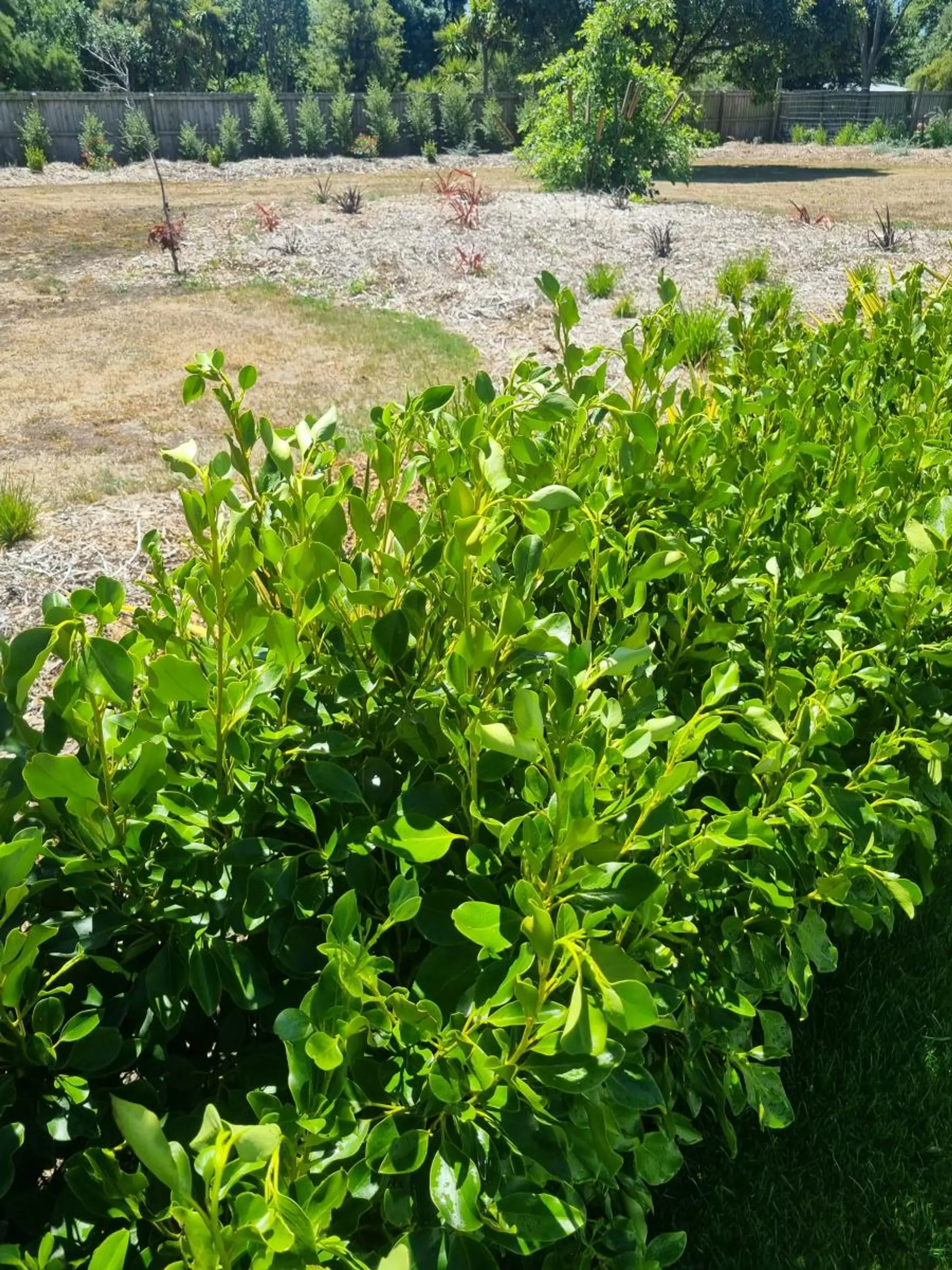 Napier Indoor Bowls Association