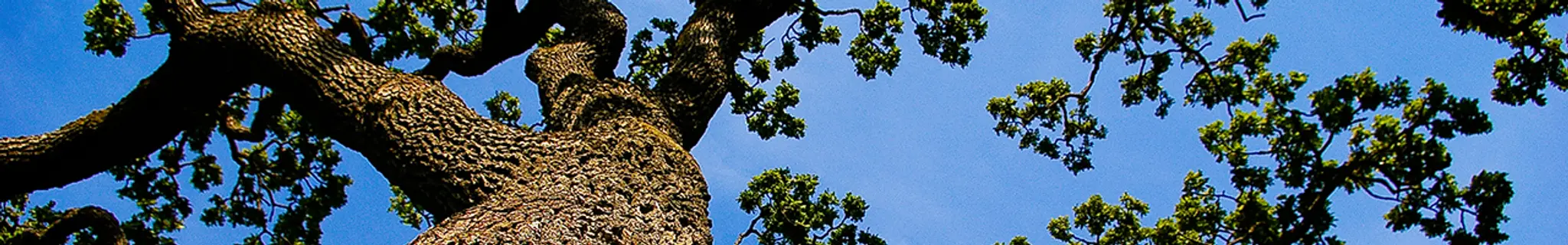 McAfee Park and Disc Golf