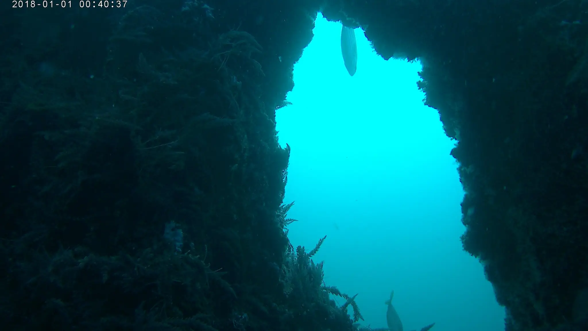 Cœlacanthe Plongée