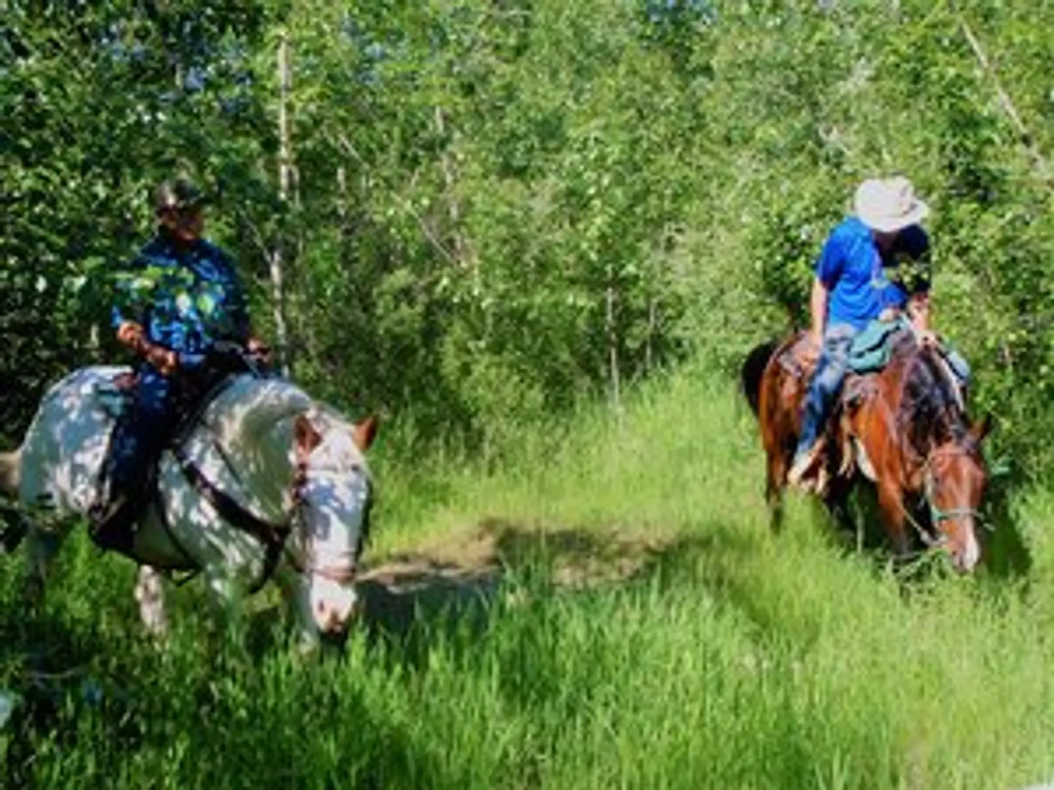 Horse Trekking Adventures