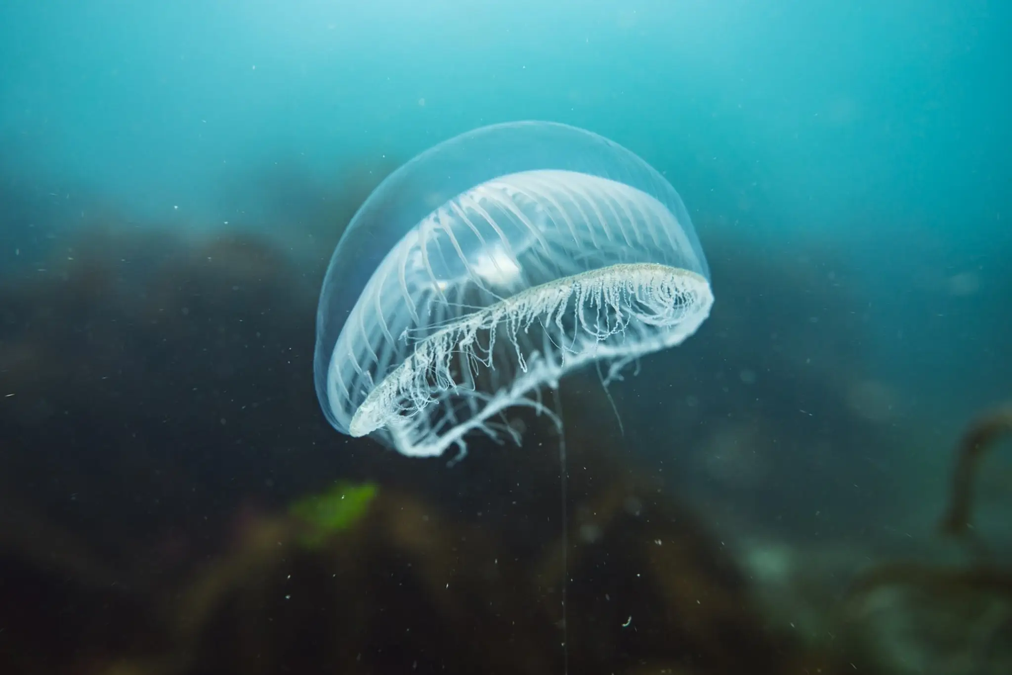 Reading BSAC / Thames Valley Sub-Aqua Club