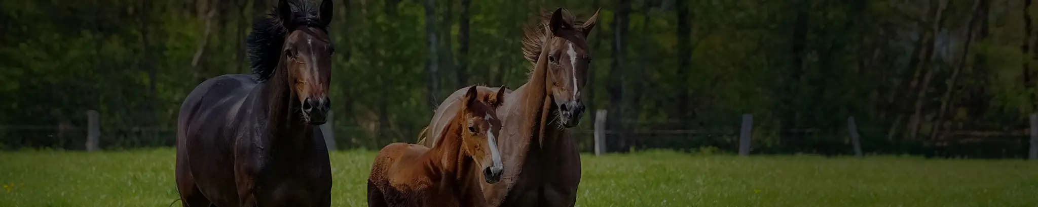 Stables Du Bois Migné