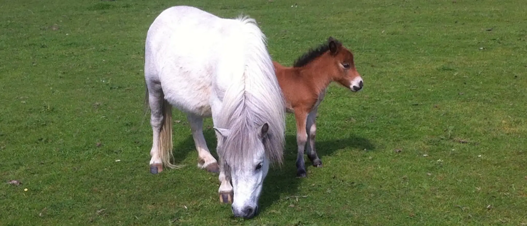 Lands End Equestrian Centre