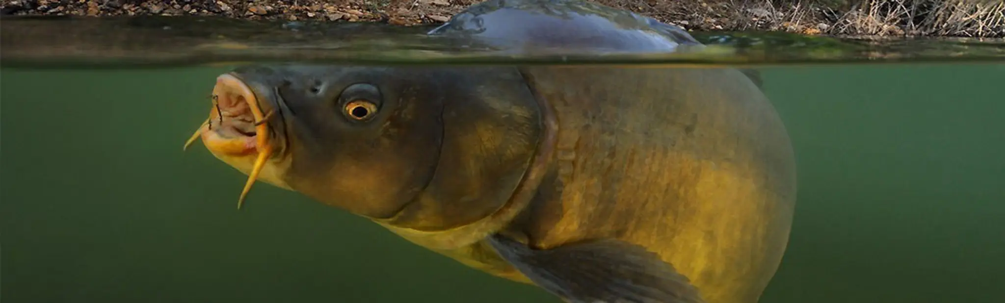 Carp Paradise