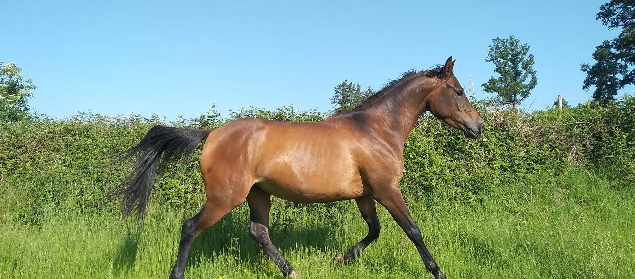 Equestrian Farm Ribières