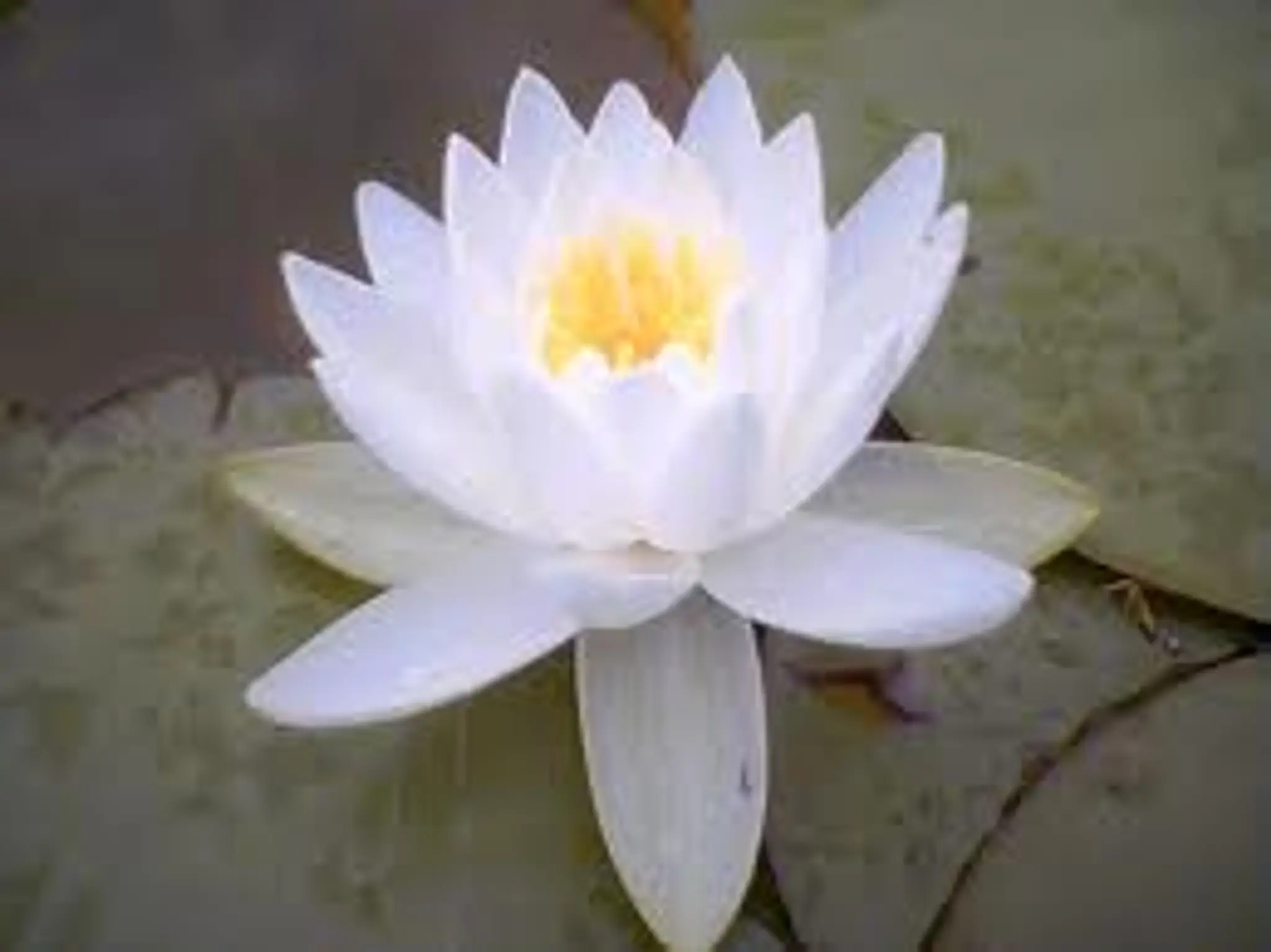 Yoga & Reiki