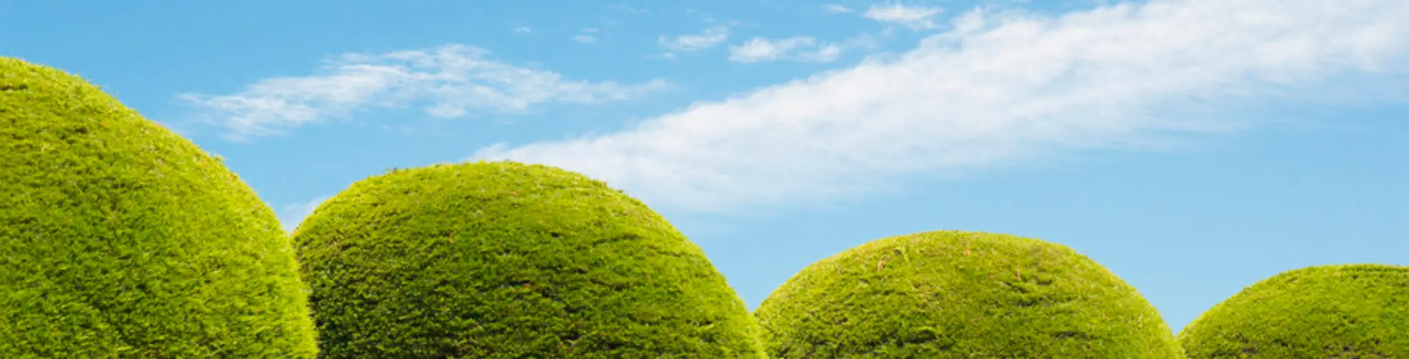 Tai Chi for Heallth & Vitality