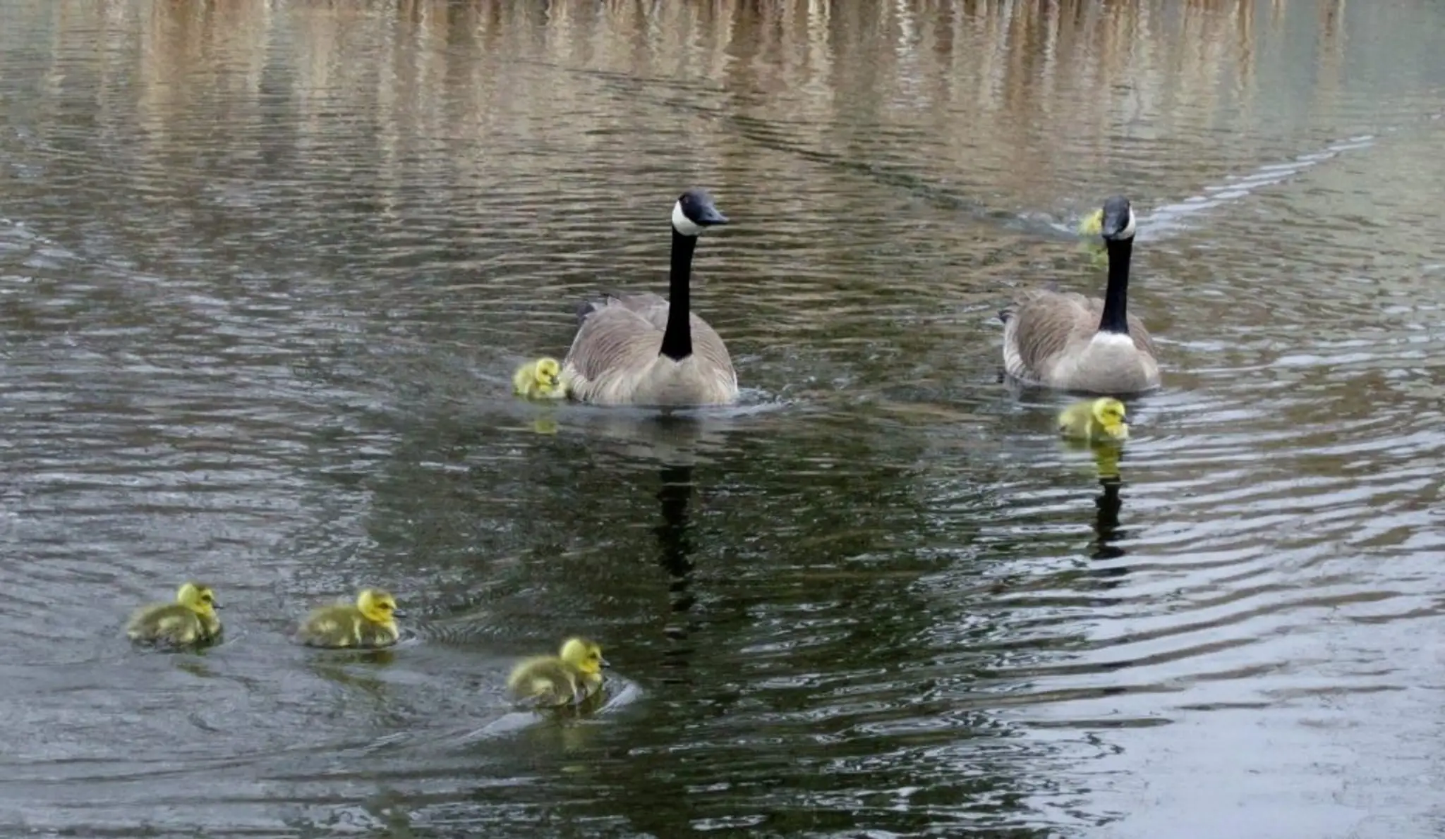 Battlefords Wildlife Federation