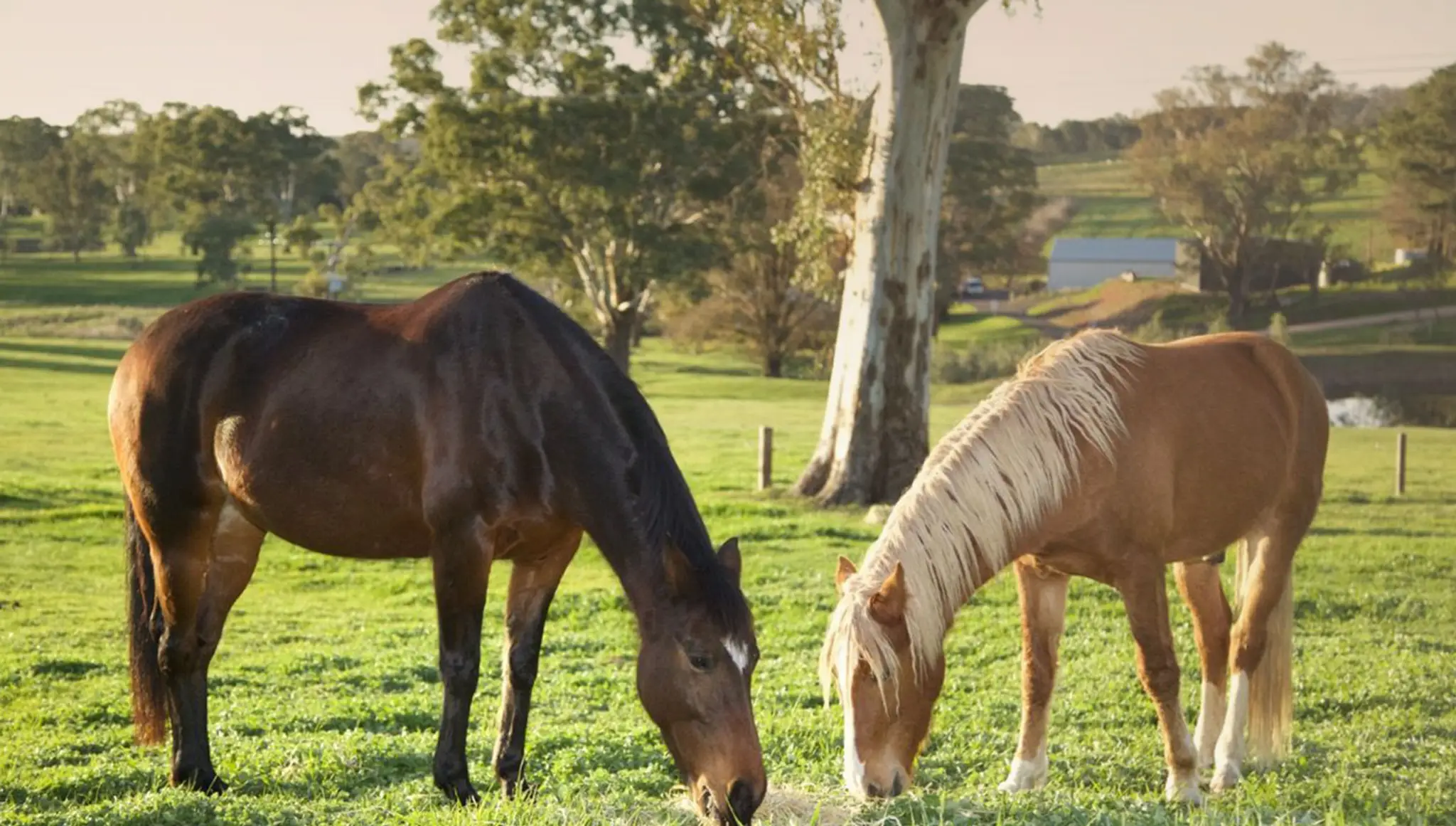 Banyula Park Horse Agistment