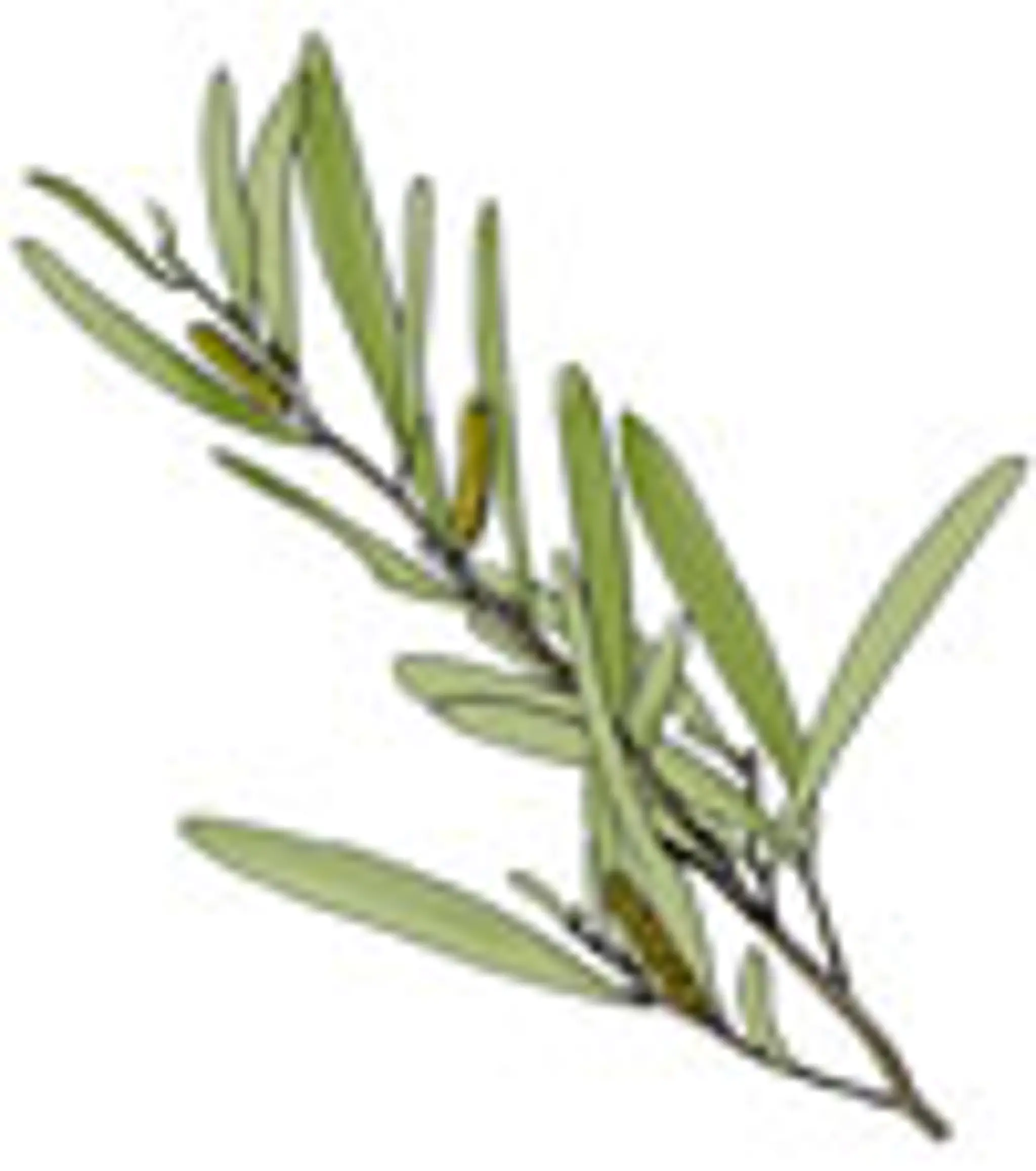 The Charleville Swimming Pool