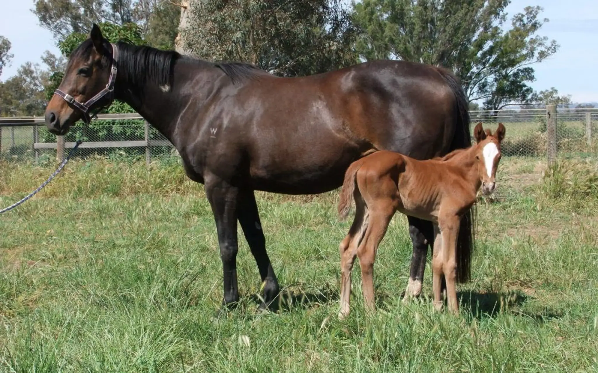 Hollylodge Thoroughbreds