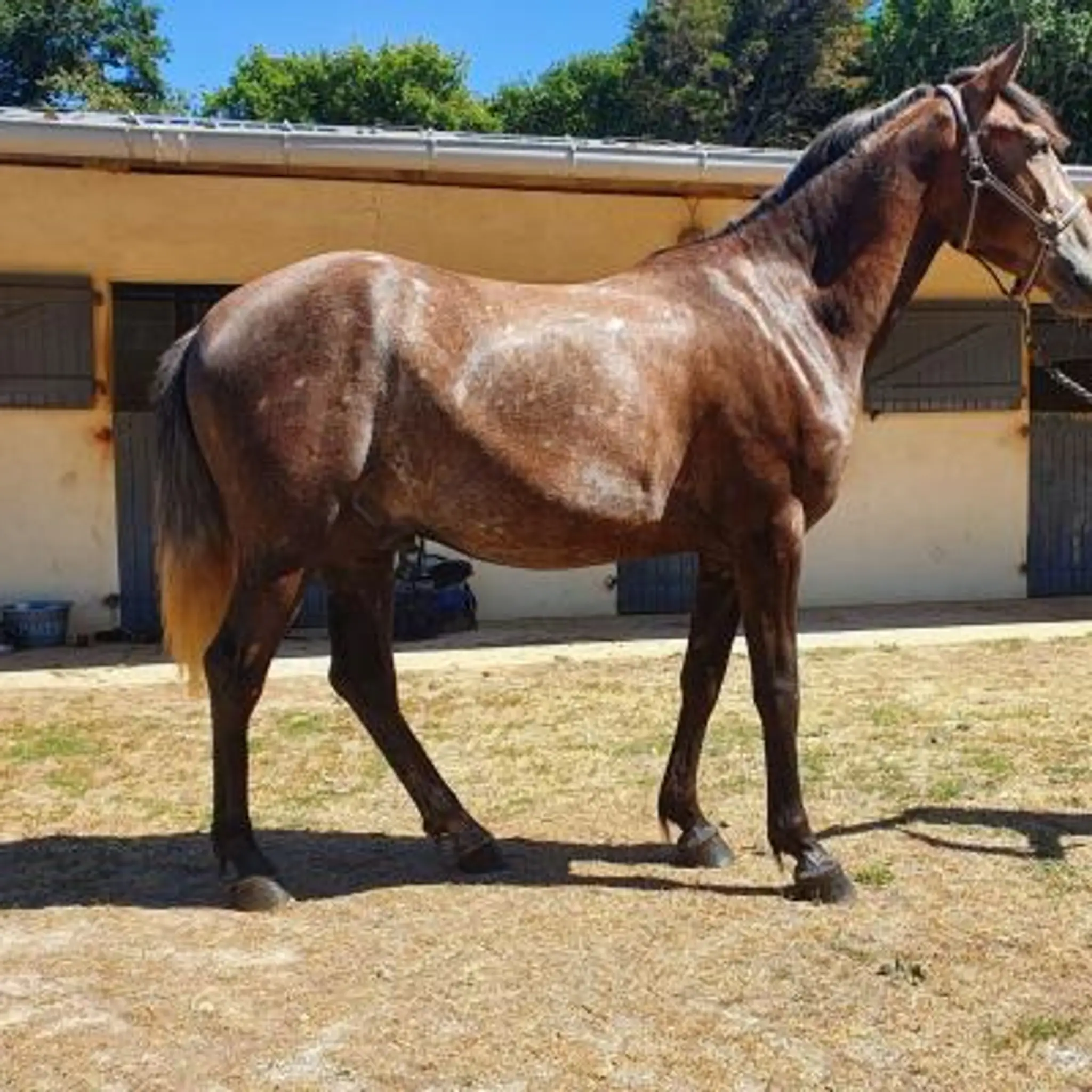 EARL CENTRE EQUESTRE DE LA JEANNETTE