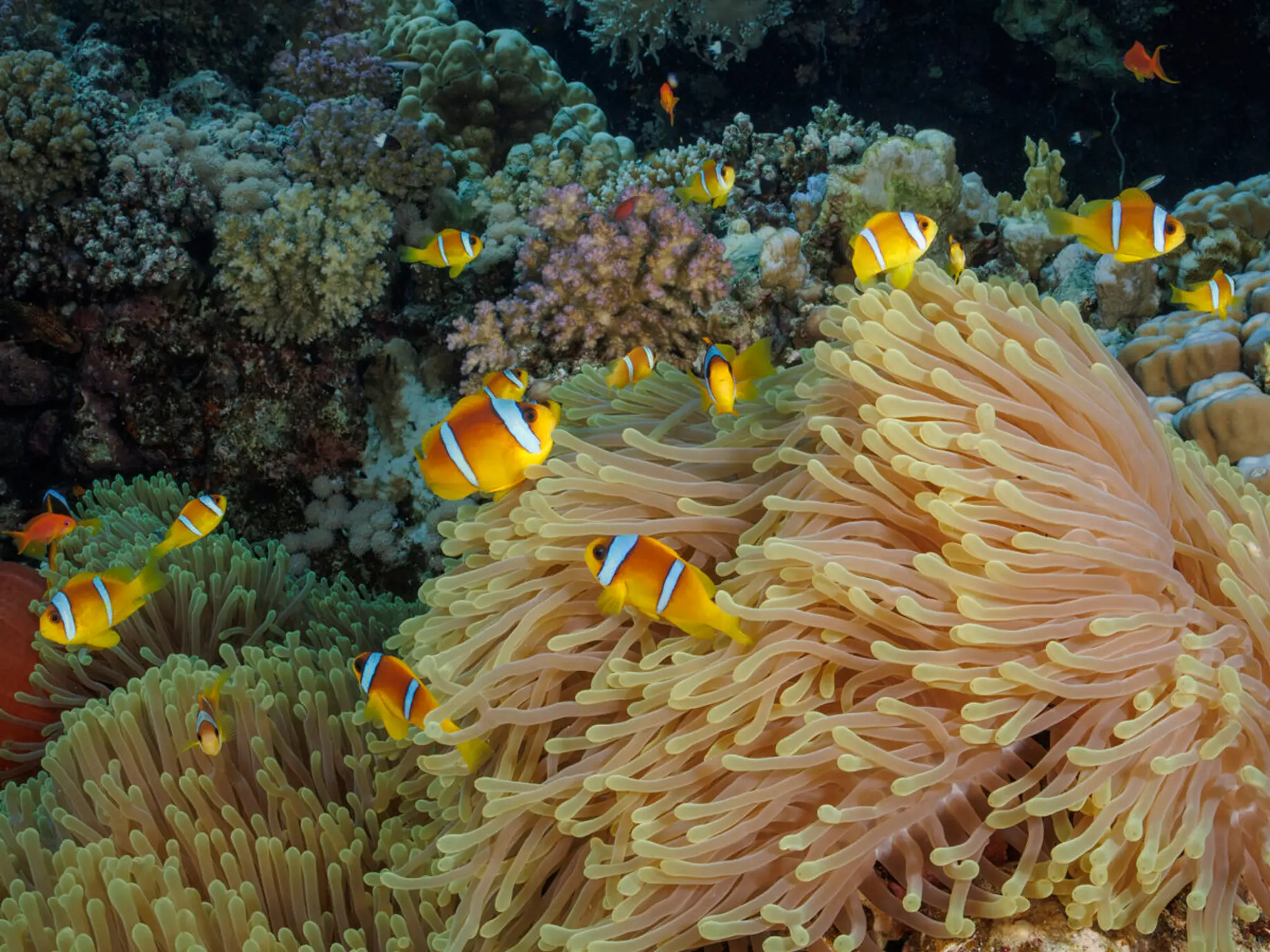 Club Subaquatique de Limoges