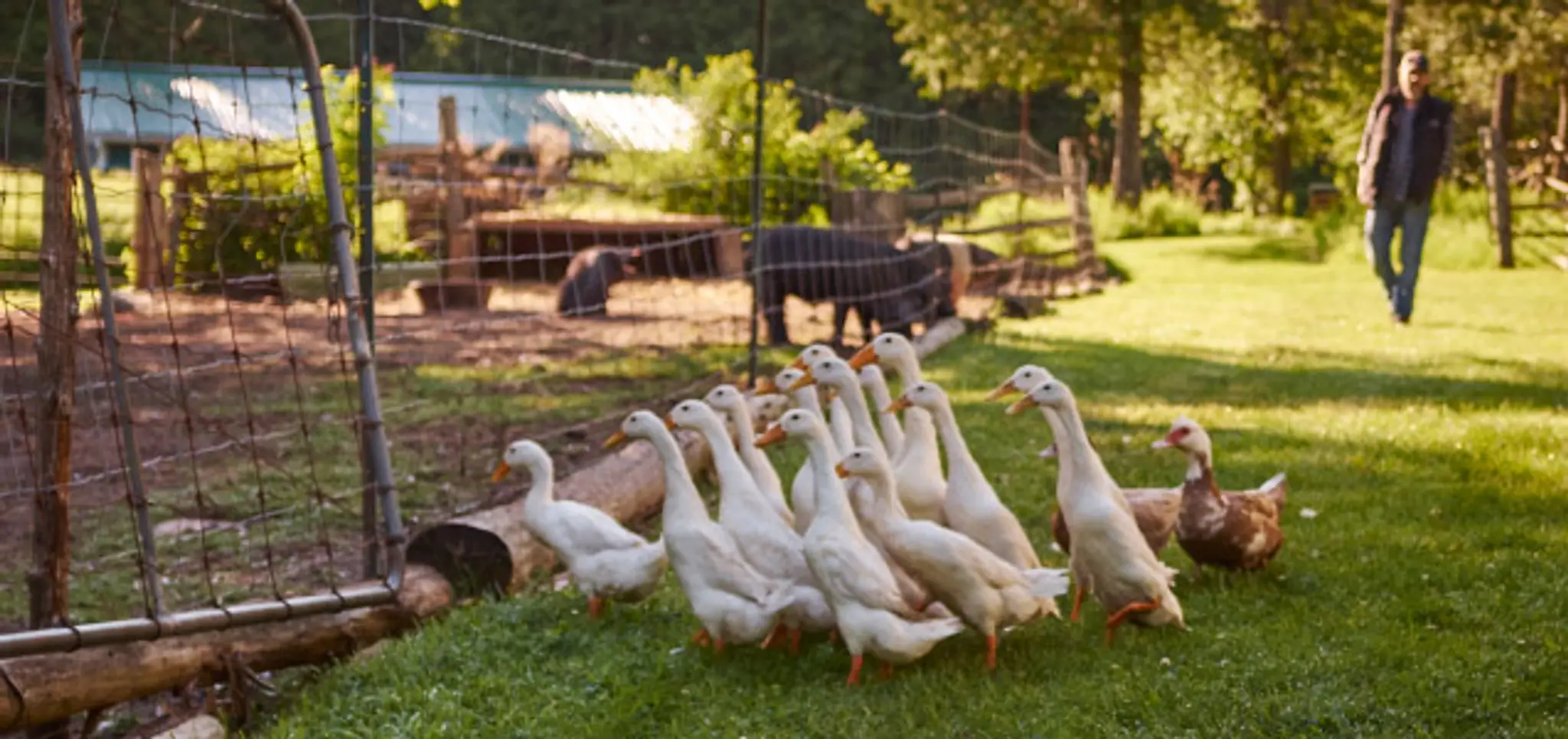 Viamede Disc Golf Course