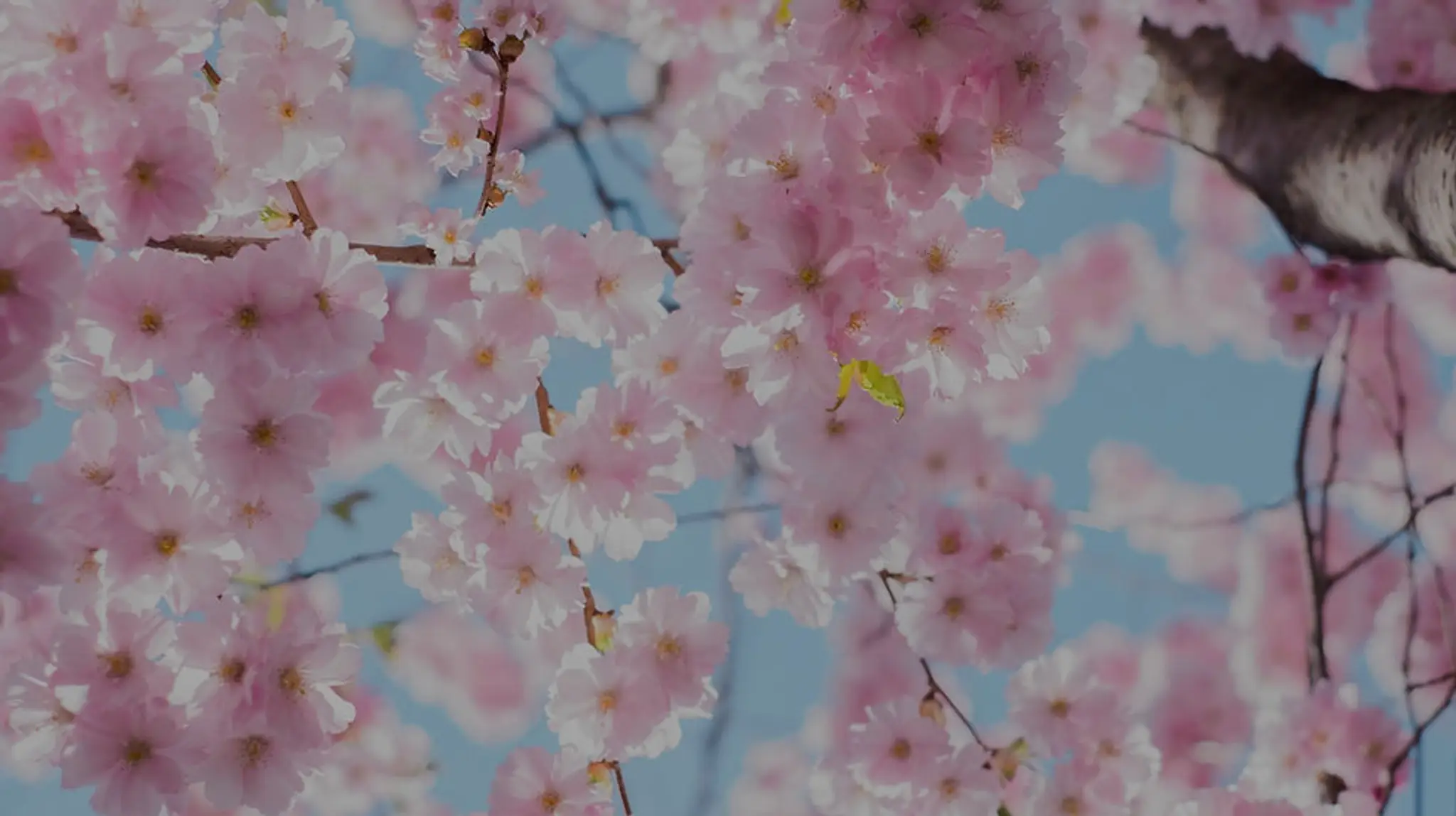 Maria Munoz - Thérapie Psychocorporelle, Massages Bien-Être Et Energétiques, Yoga