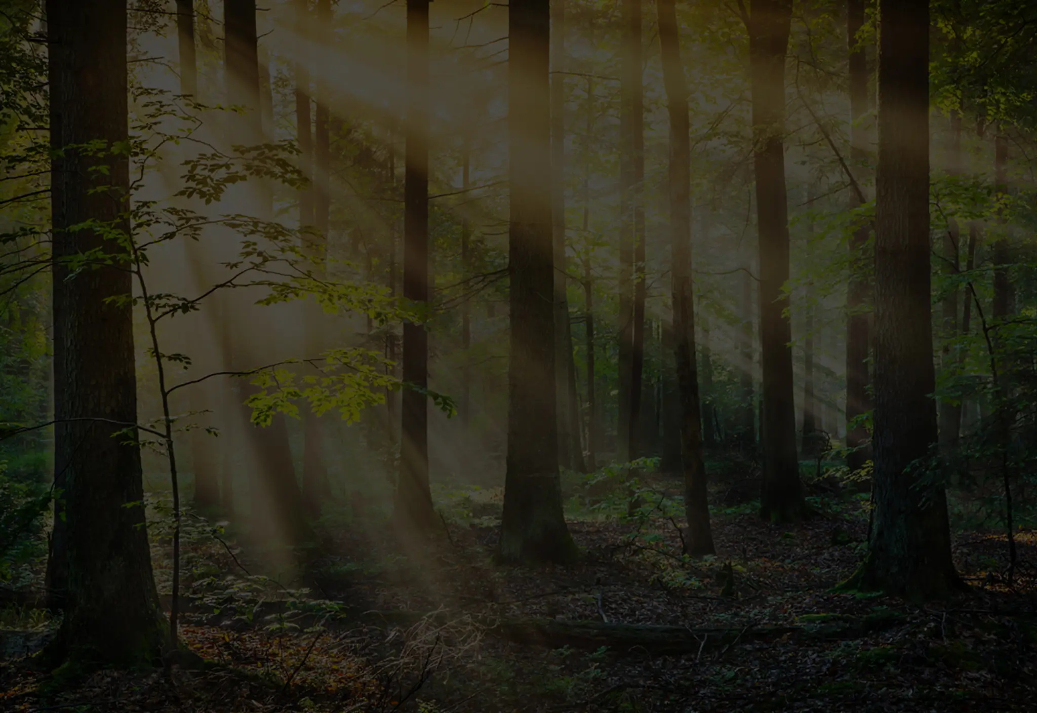 Basecamp Action Adventure Park