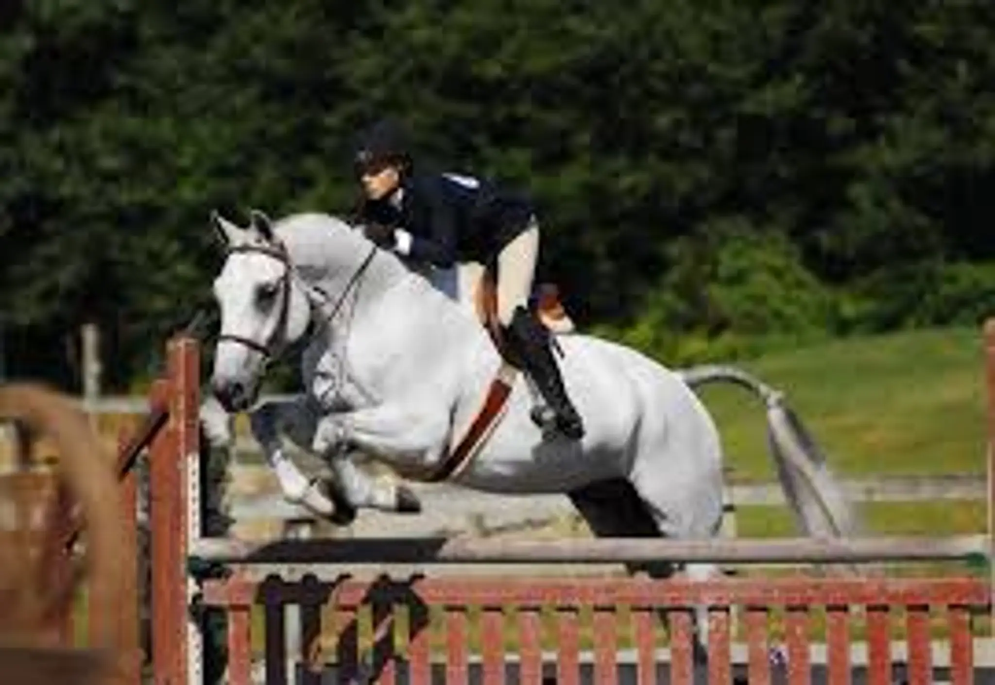 Diamond Willow Stables