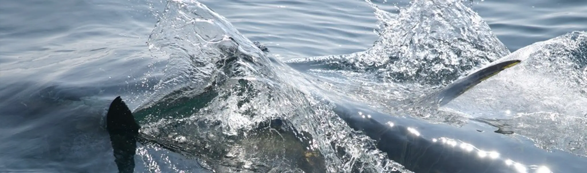 Nova Scotia Tuna Charters