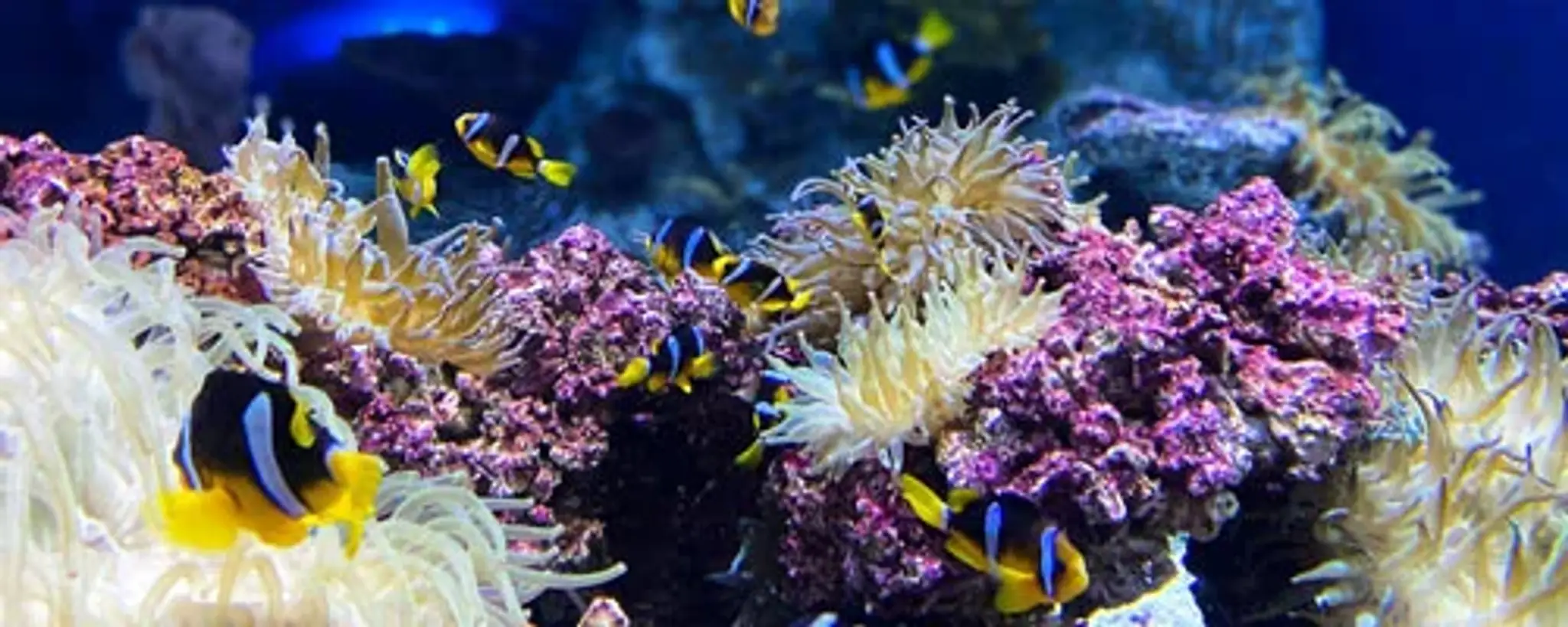 Mansfield Aquatics Limited