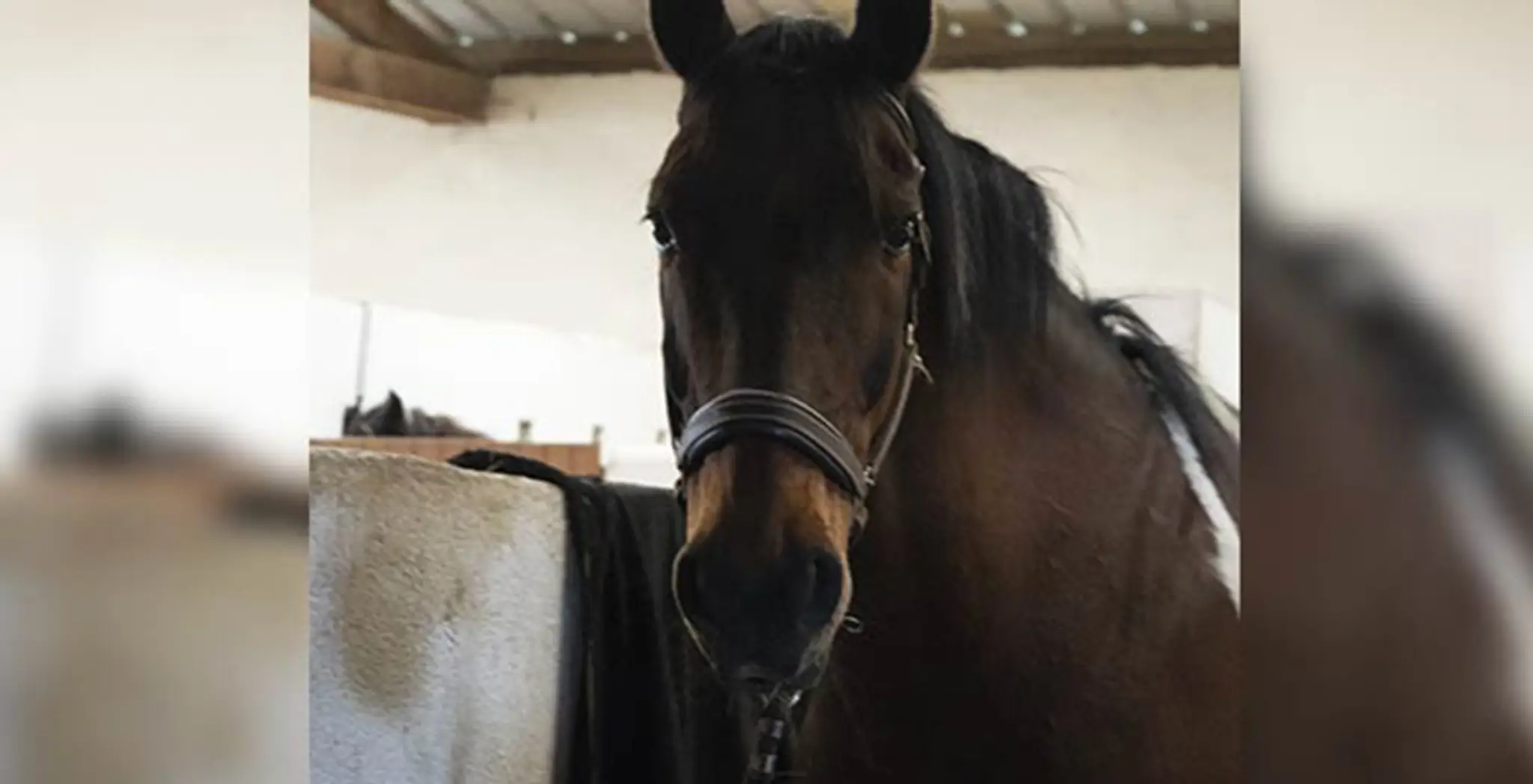 FERME EQUESTRE DE LESPINAS