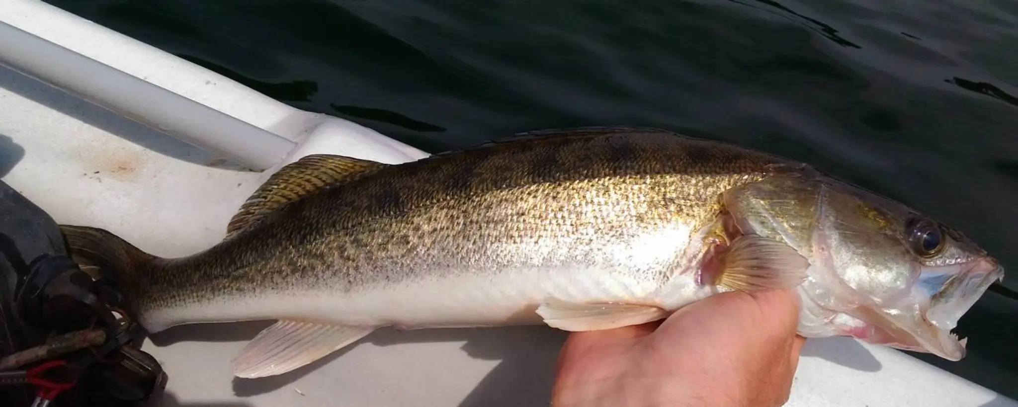 Aménagements pour la pêche