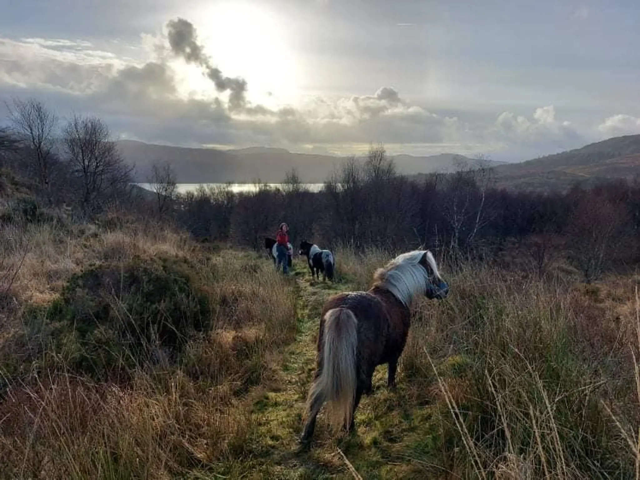 Horse Play Adventures