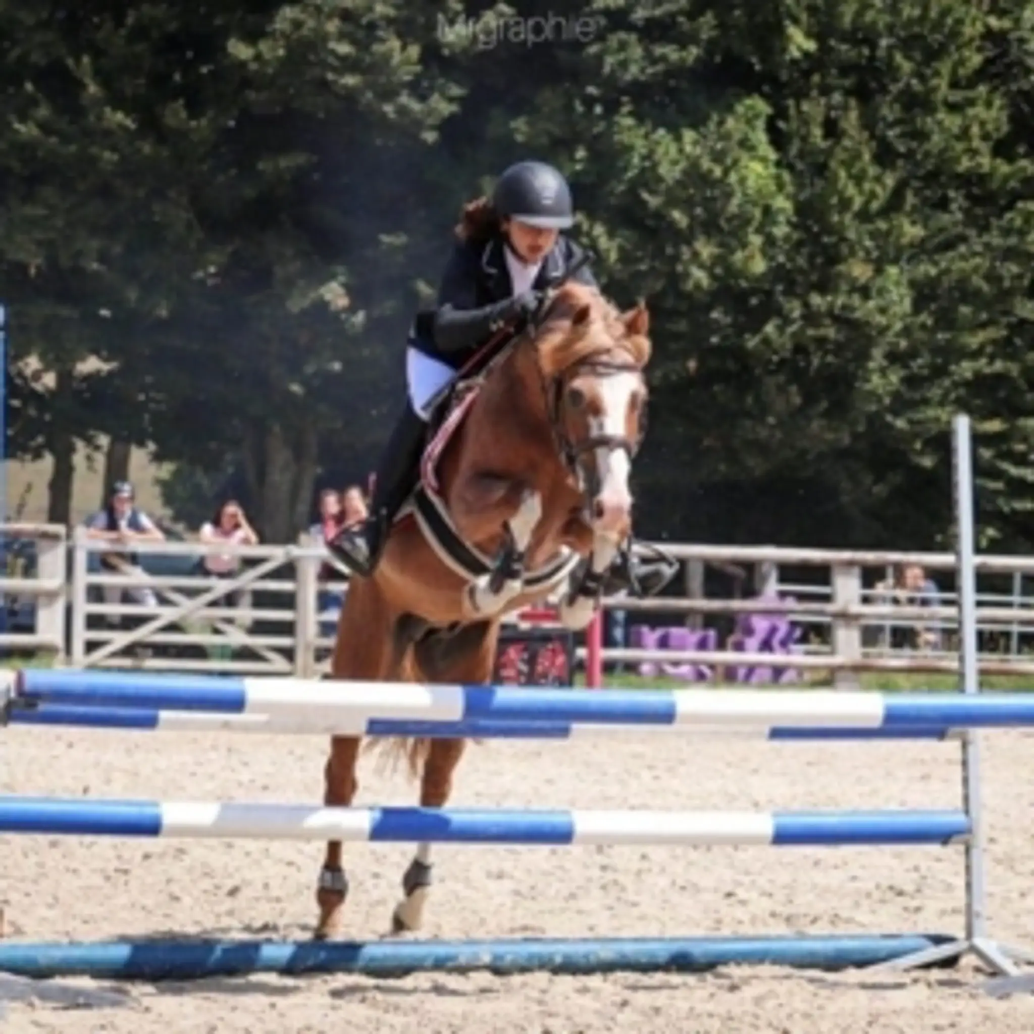 Le Haras Du Cercle