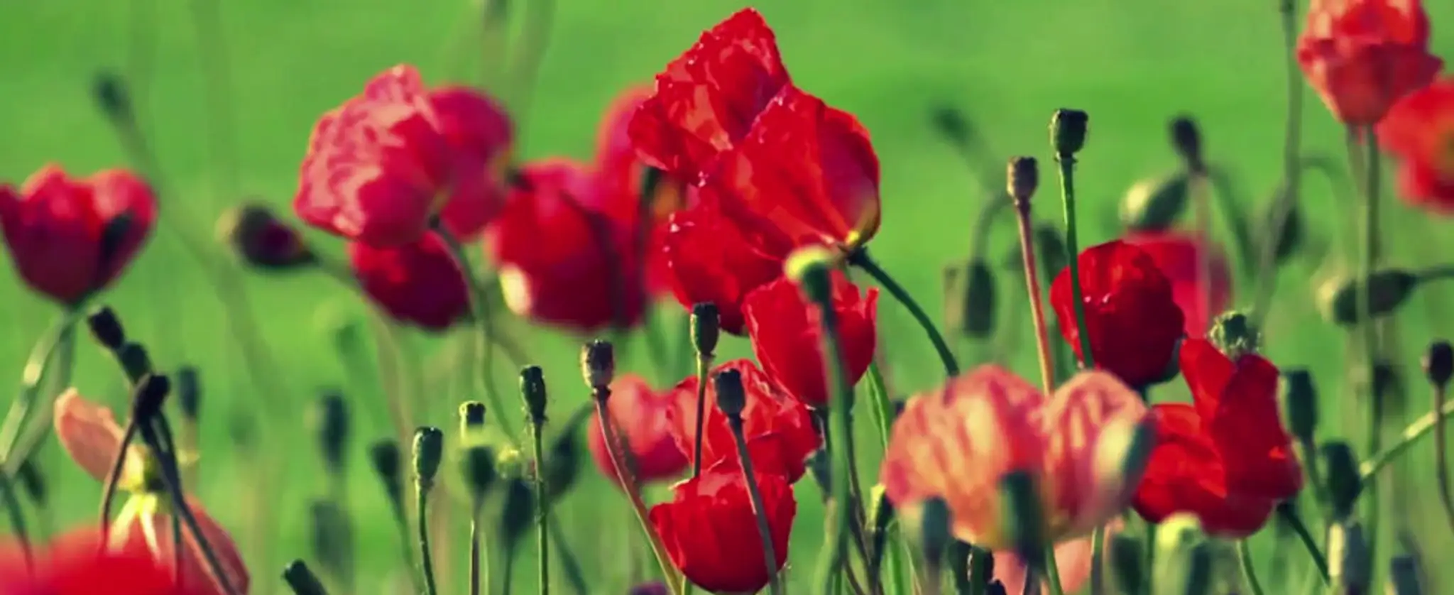 Angela Stringhini- Naturopathic Medicine, Yoga Therapy, Transformational Coaching