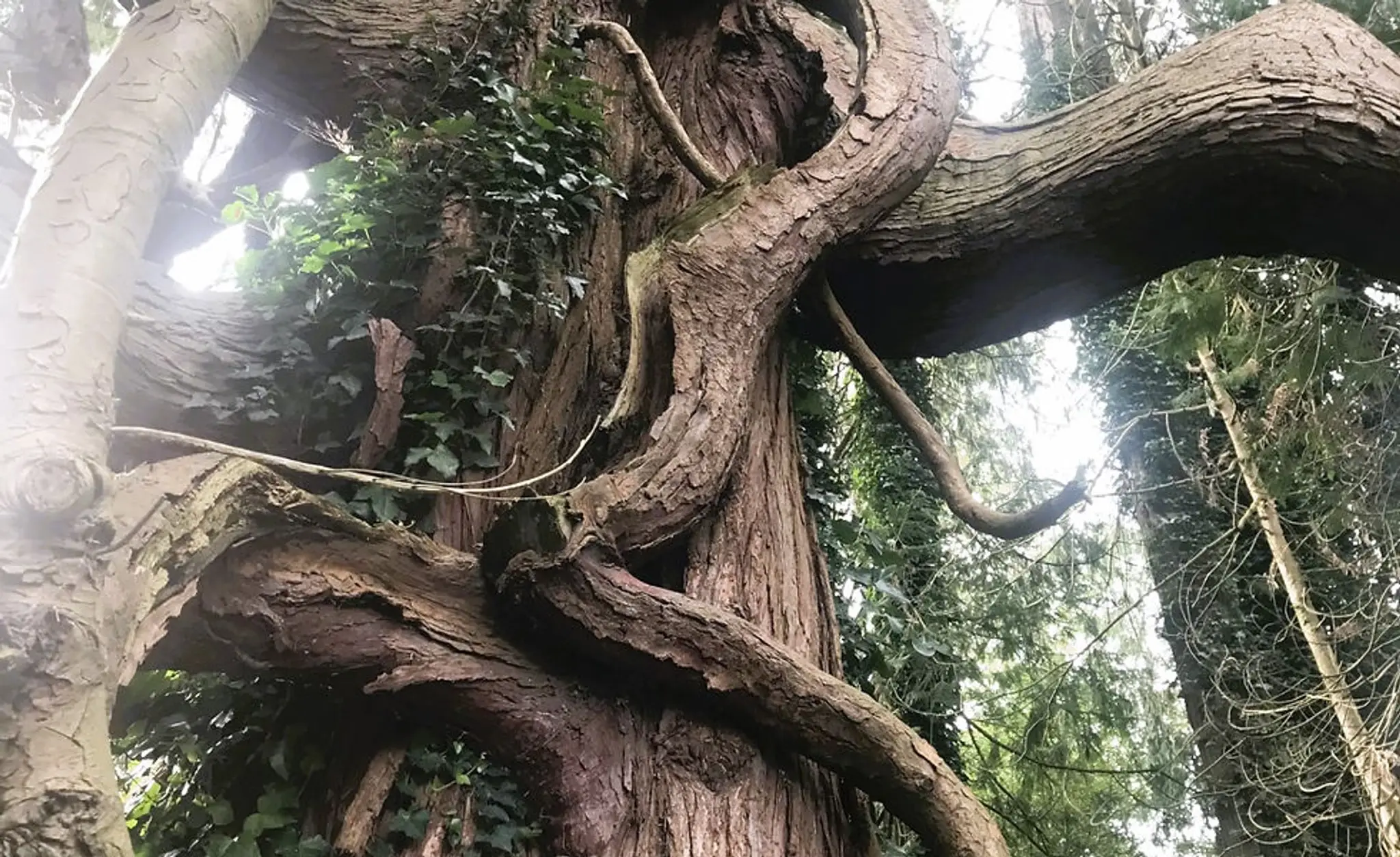 Redfield Yoga - Renew, Rewild, Relax