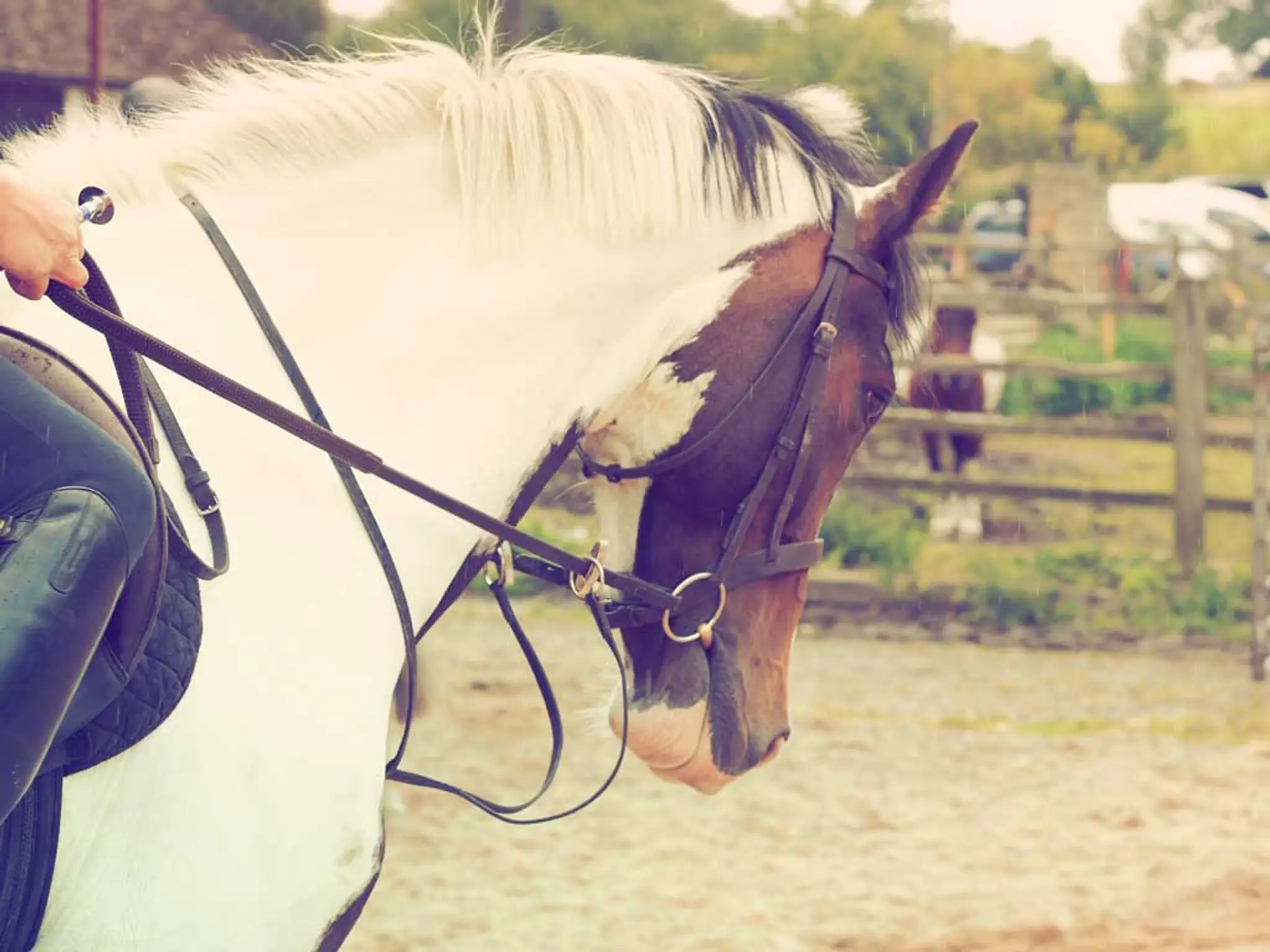 Grenoside Equestrian Centre