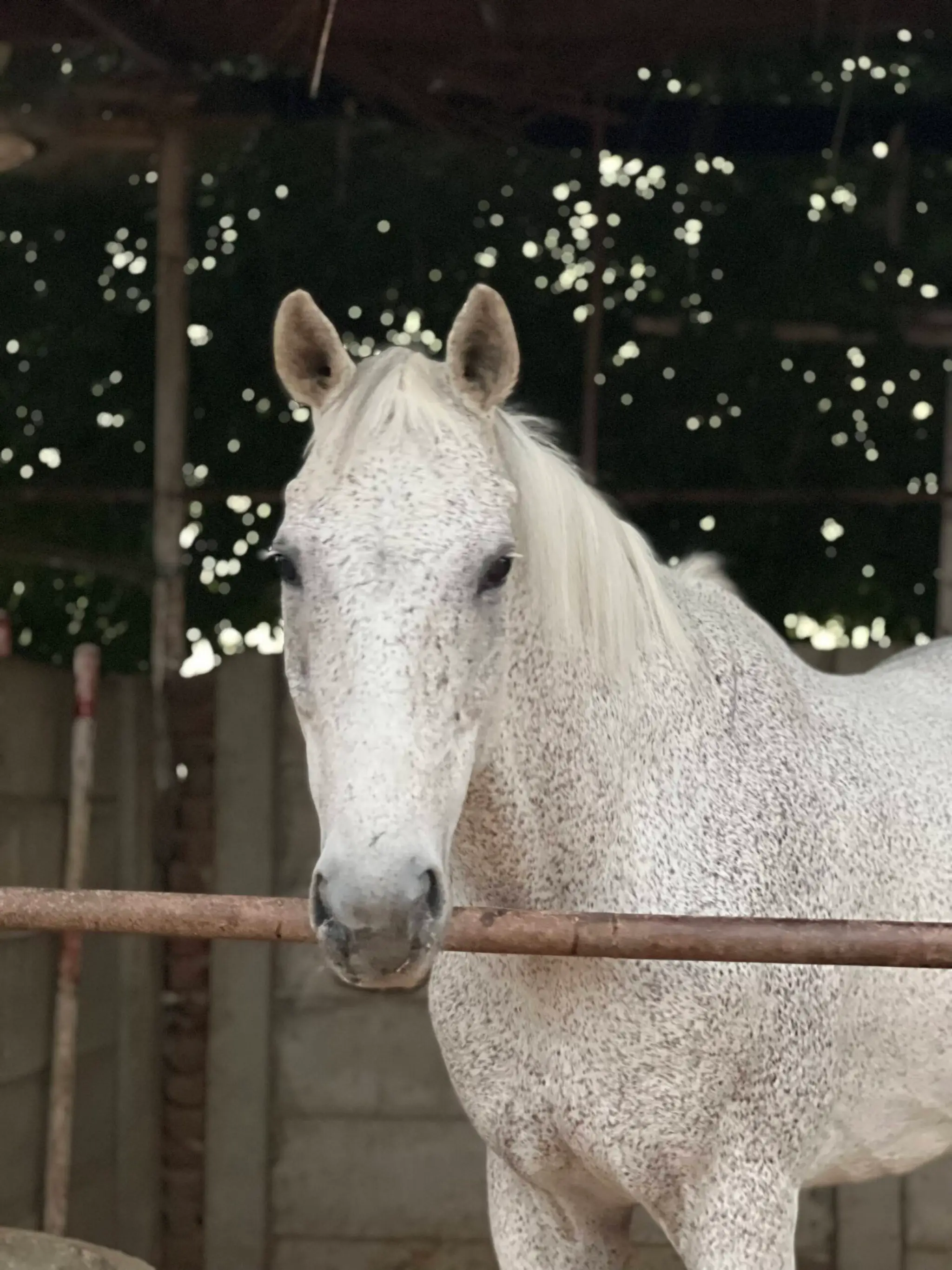 Sagar Equestrian Sports Academy