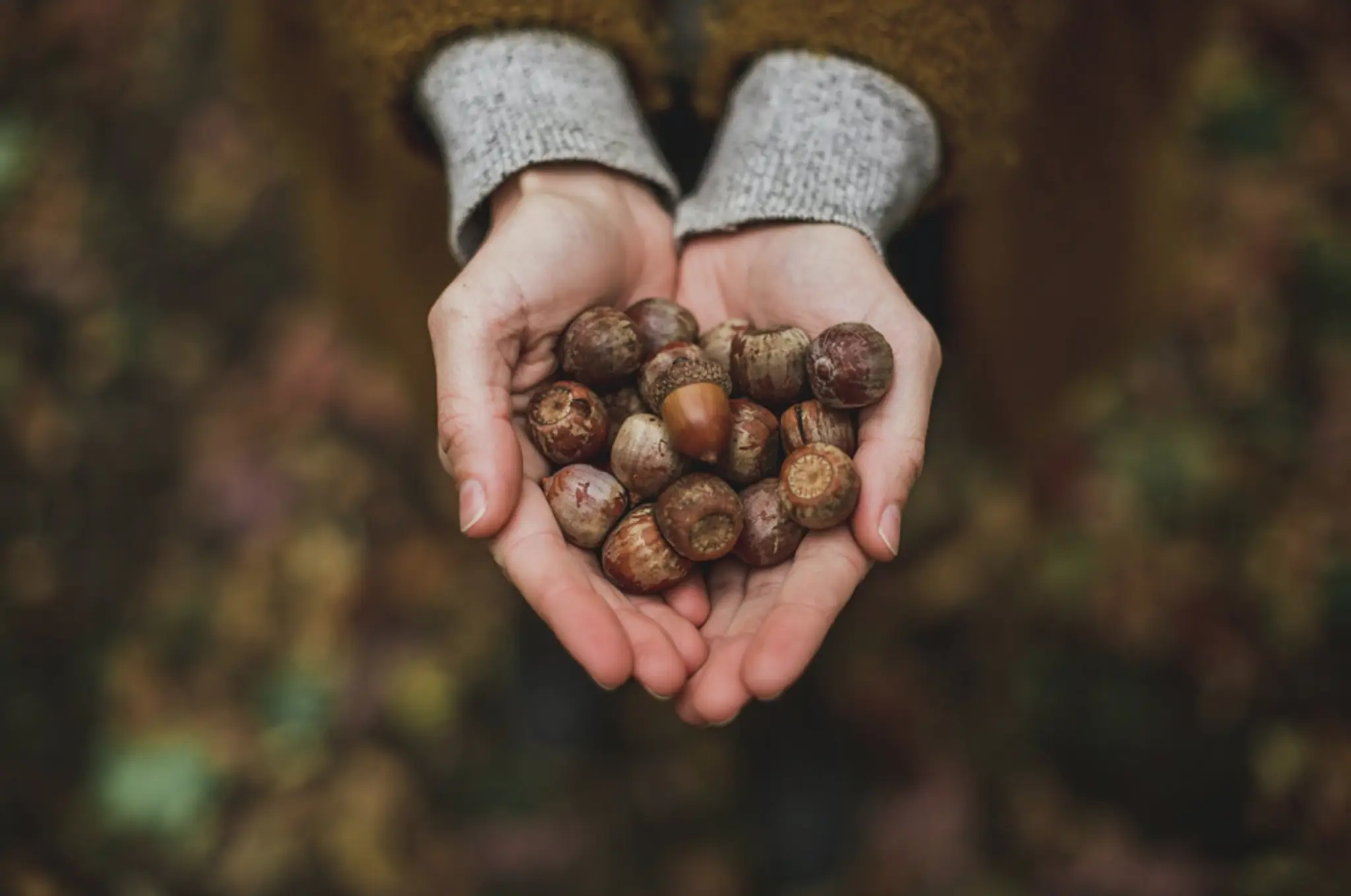 The Magic Tree - Yoga and Wellness Centre