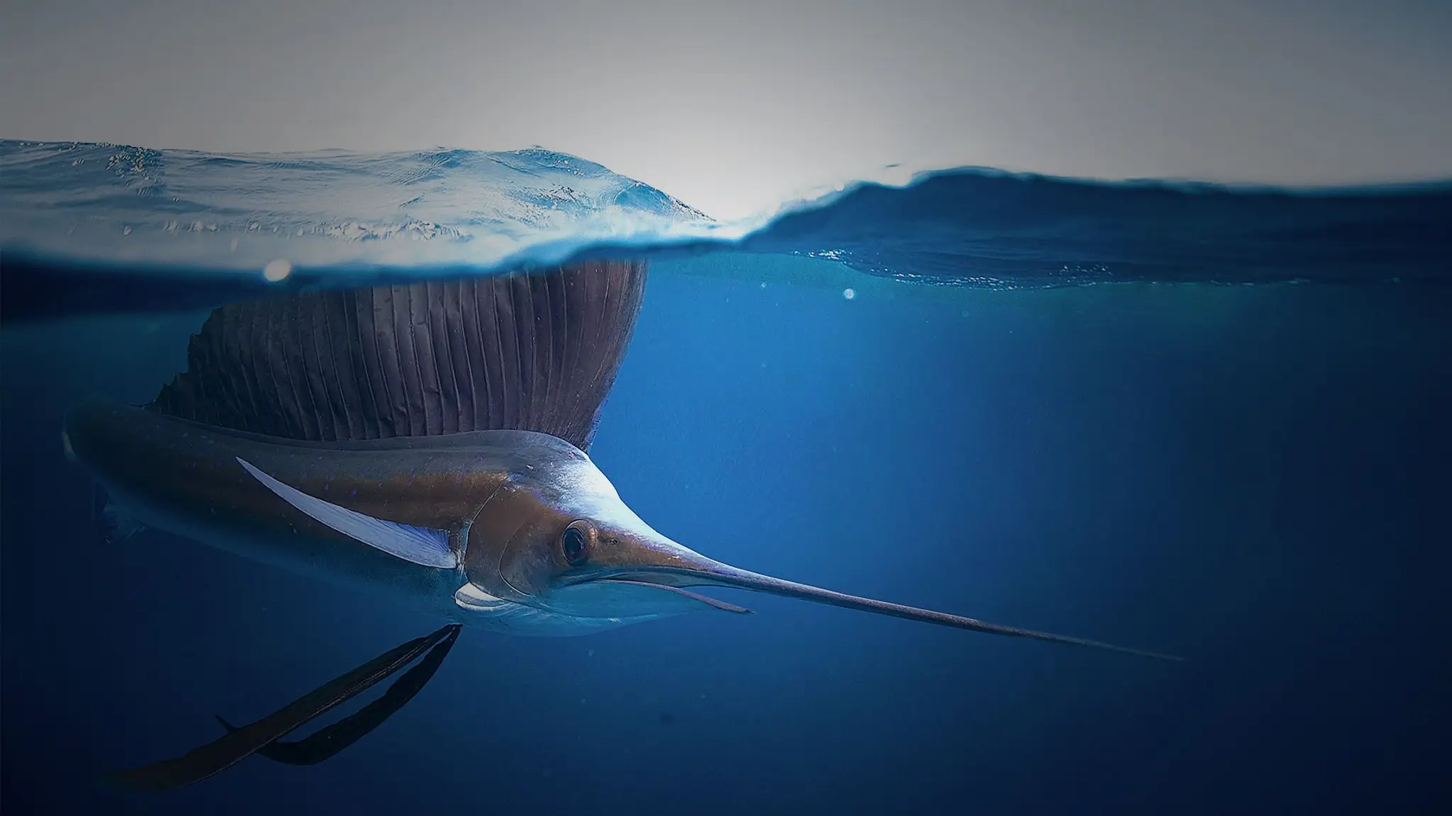 Hammerhead Fishing Charters