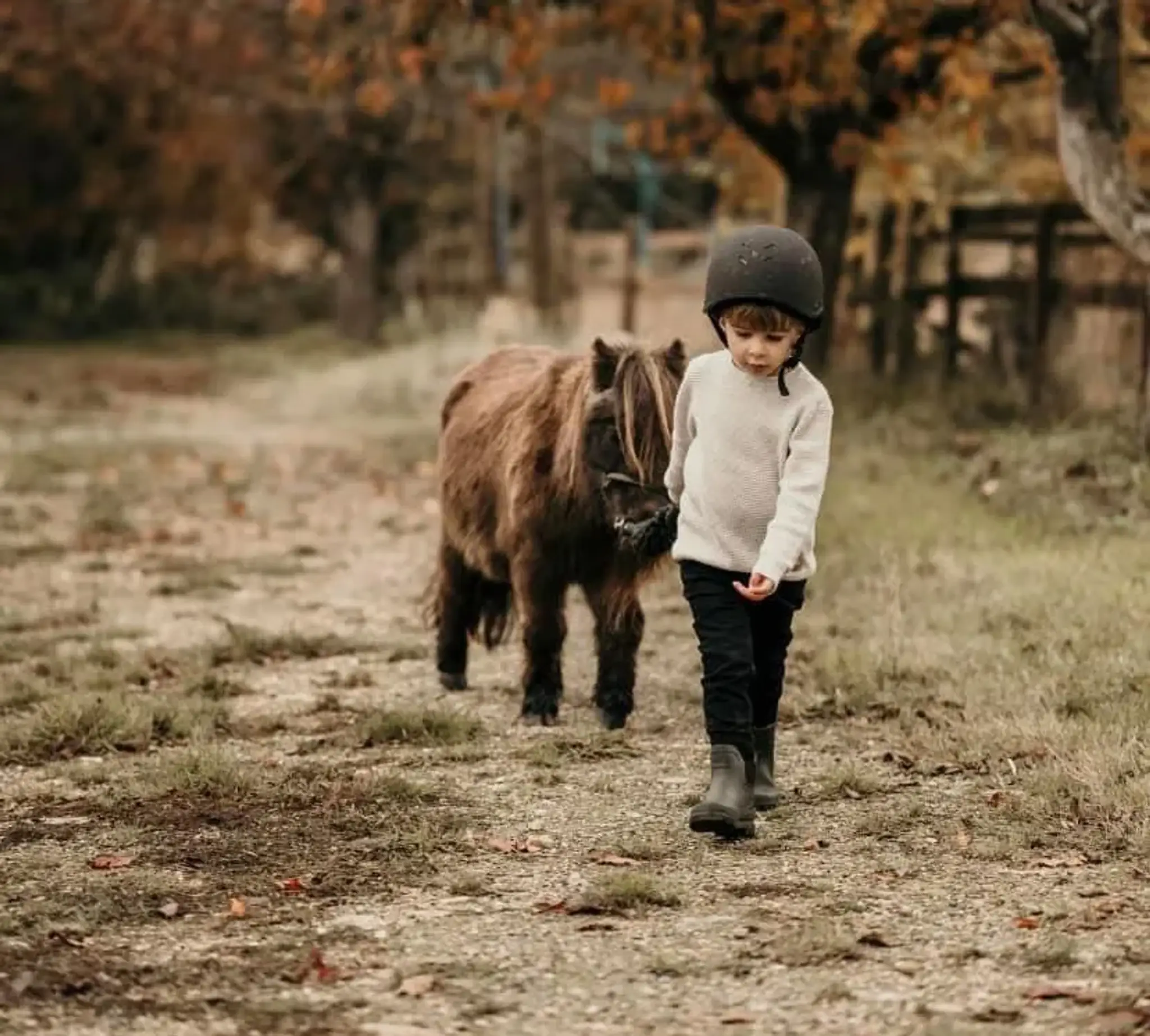Honeybrook riding stables