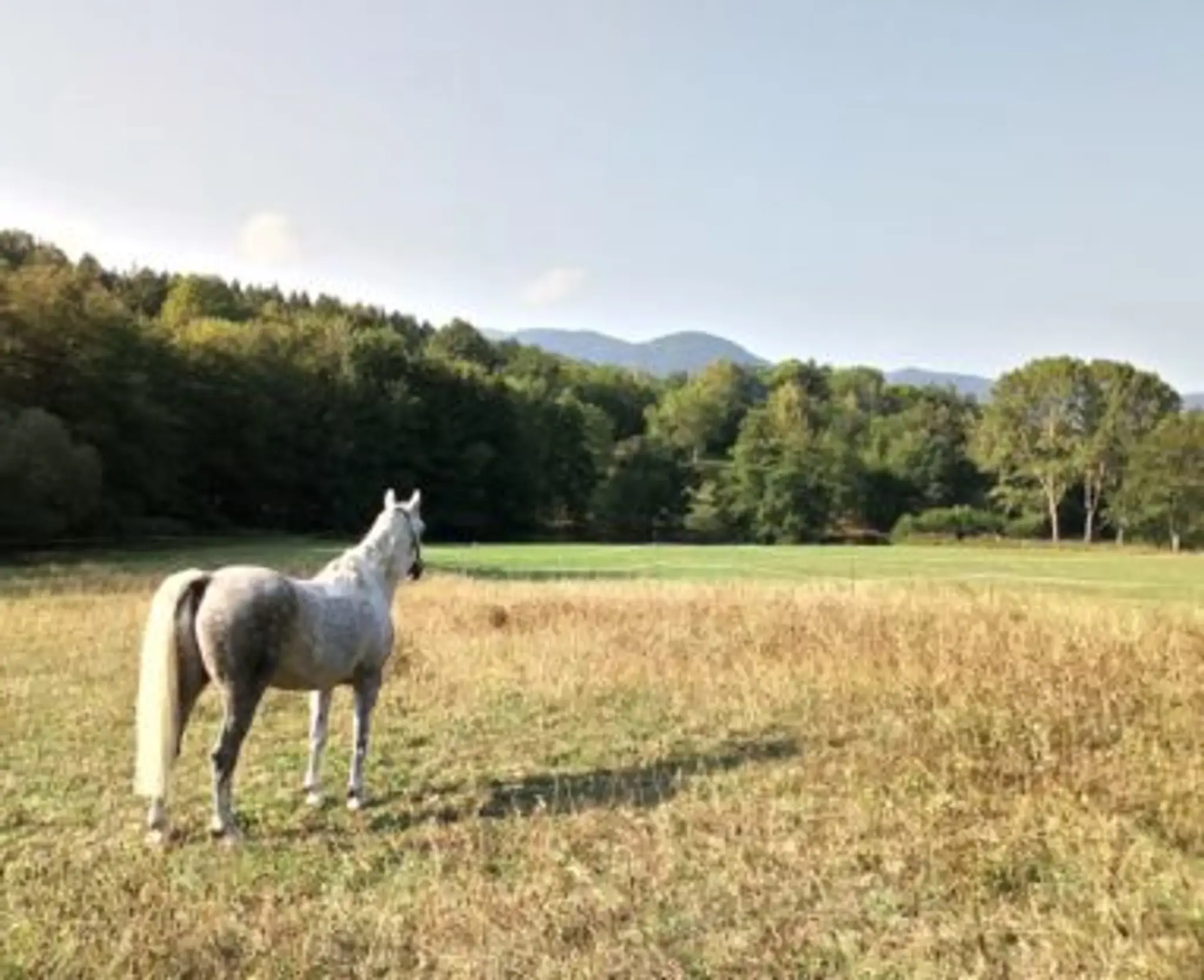 Equivallée