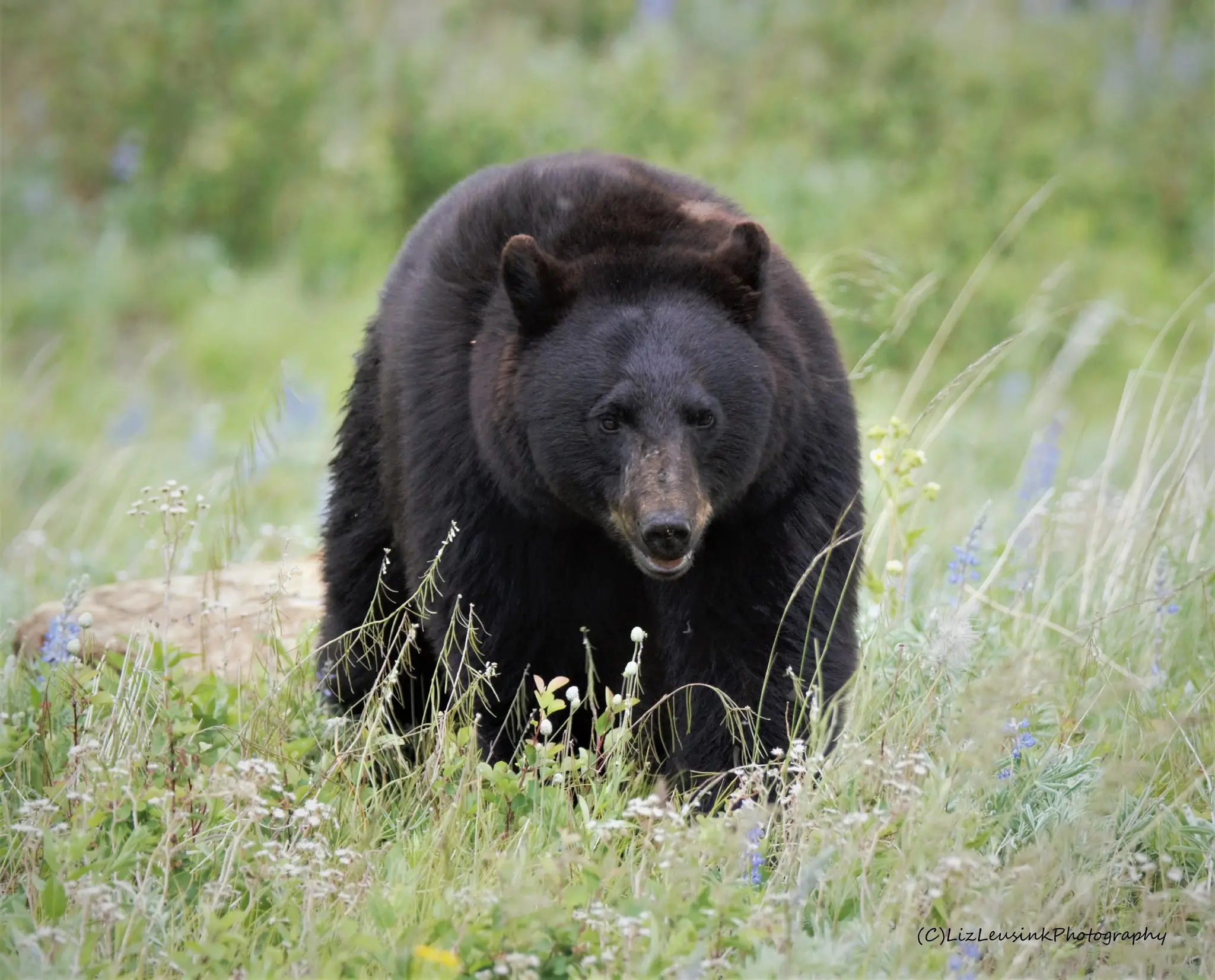 Picture Butte Fish & Game Association