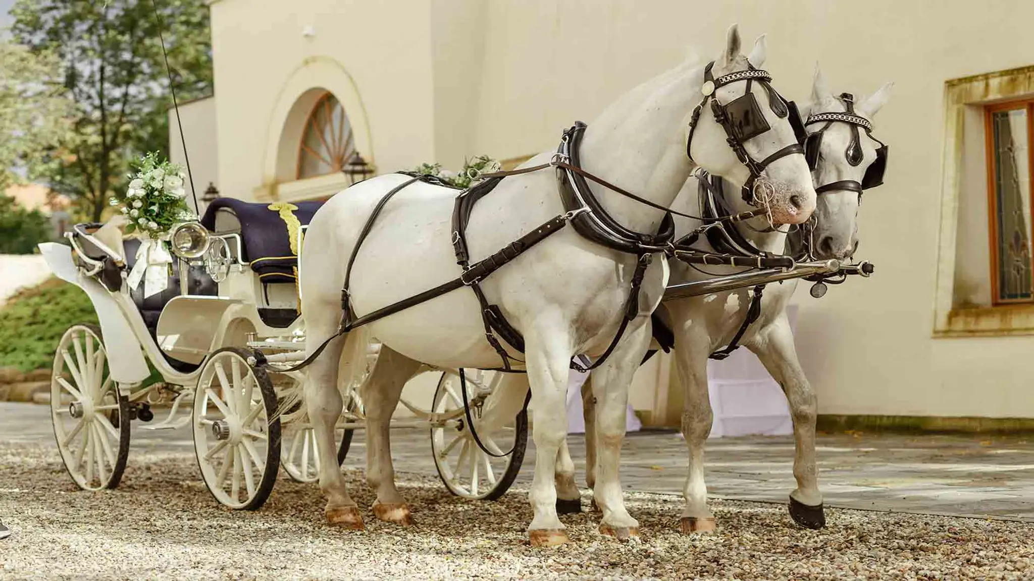 Horse Drawn Carriage Hire